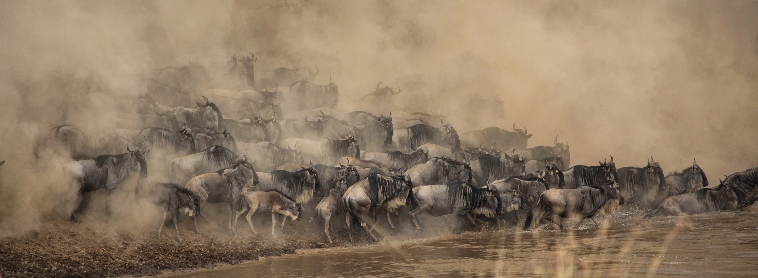 A large herd of wildebeests running across a muddy river in a dusty, smoke-filled environment.
