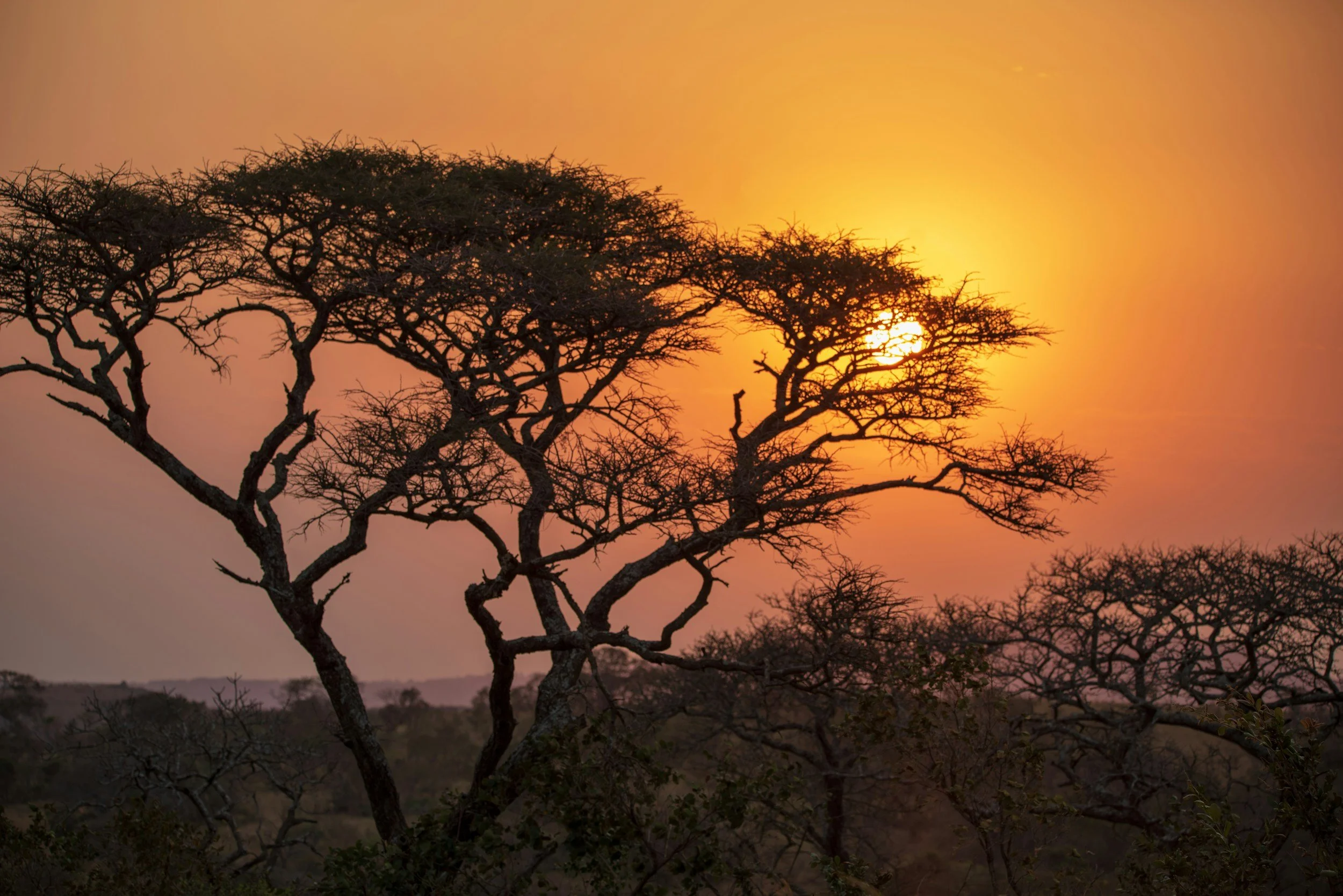 Silhouetted acacia trees under an orange sunset sky in a savannah landscape.