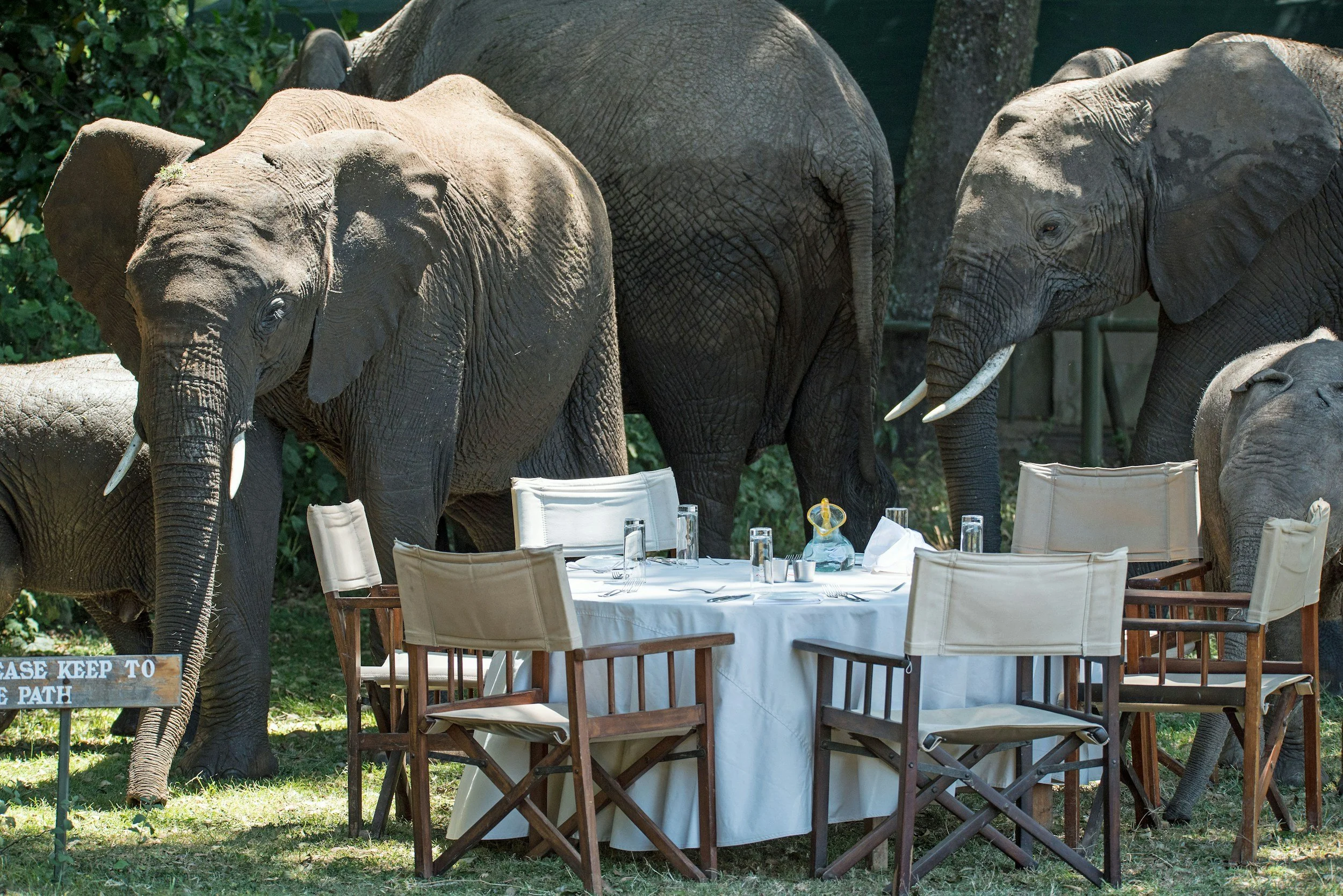 Multiple elephants gathered around a dining table set with dishes and utensils outdoors with lush greenery in the background.
