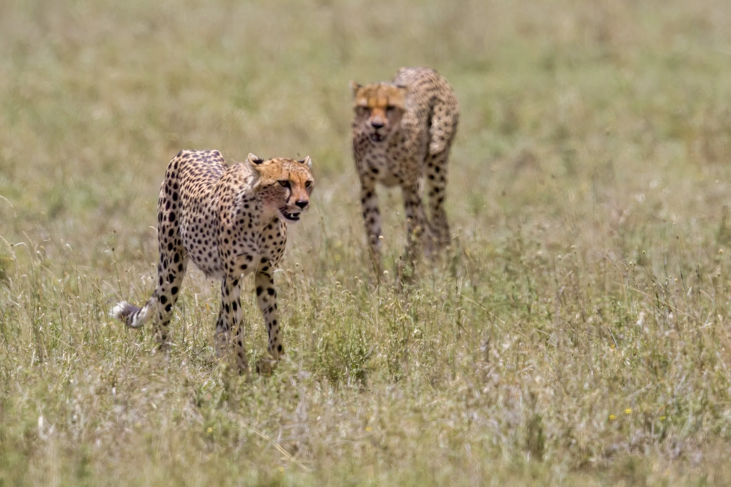 Two cheetahs walking through tall grass in a savannah environment.