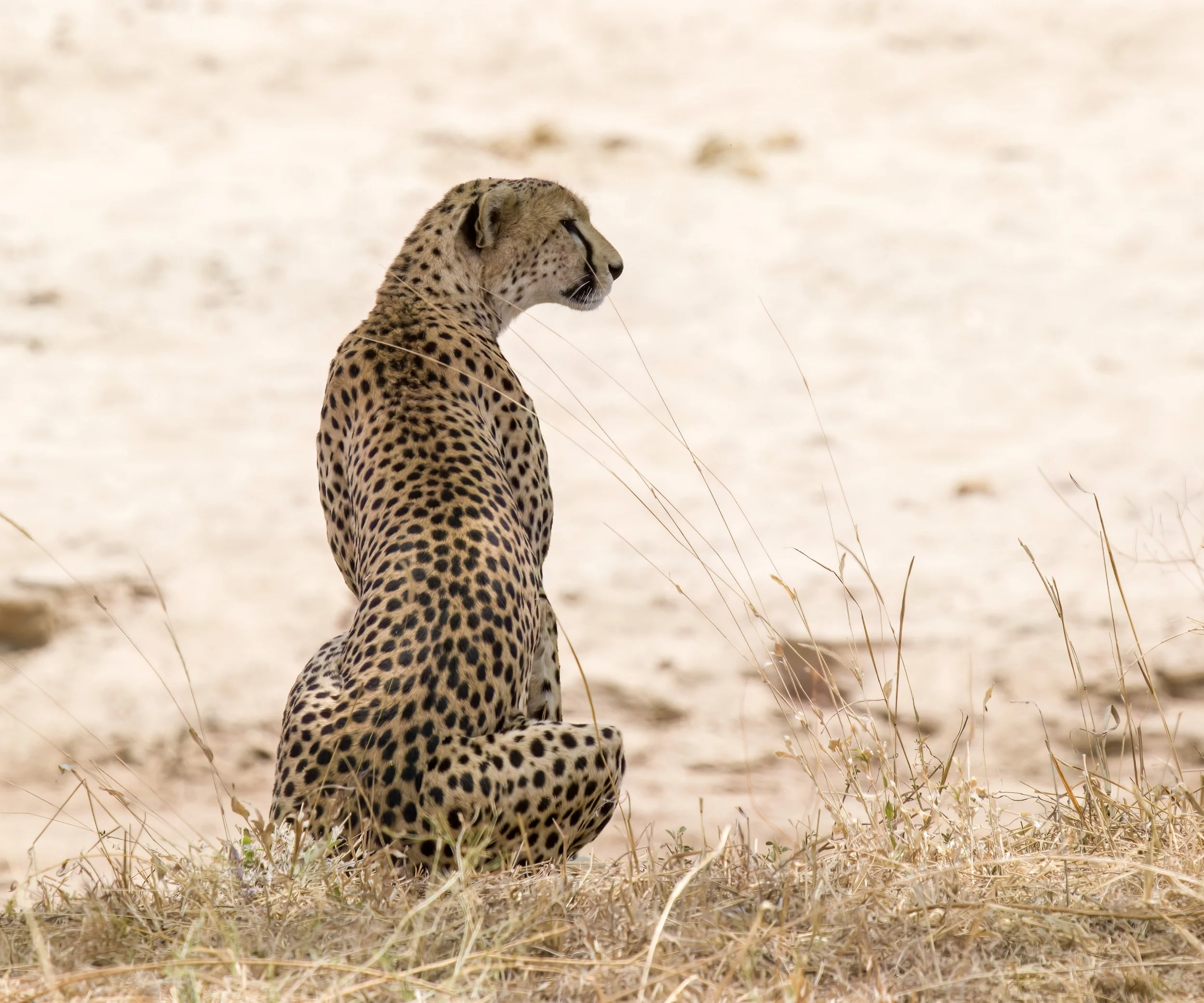 A cheetah sitting on dry grass in a desert. The cheetah is turned to the side, showing its profile with a focused expression.