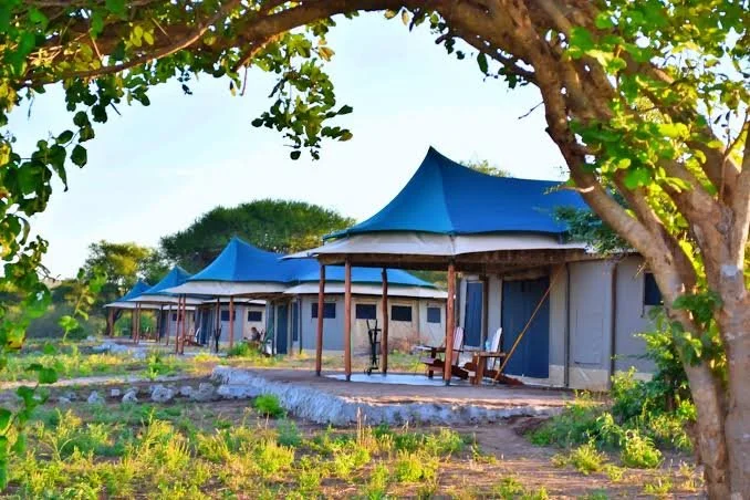 Multiple tents with blue roofs on wooden platforms in a lush green outdoor setting with trees and plants, under a clear sky.
