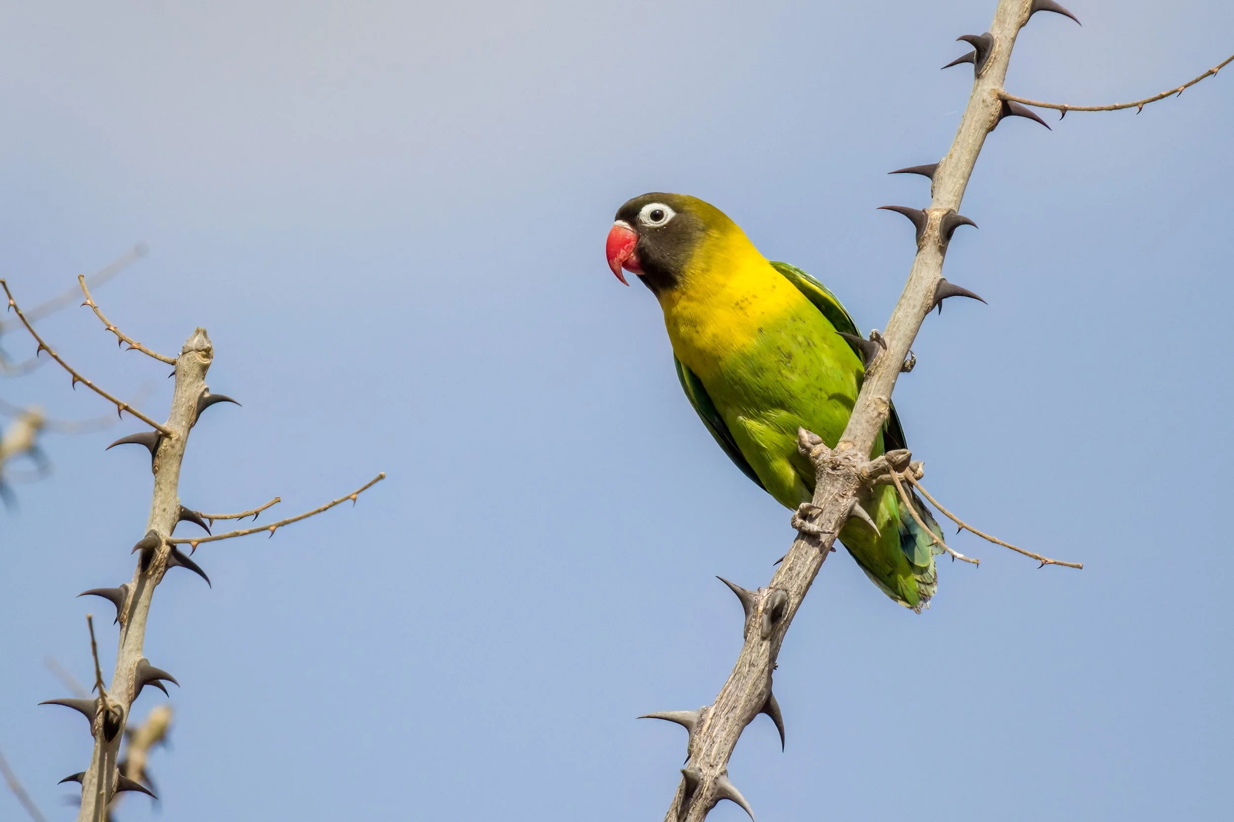 A vibrant green and yellow bird with a red beak perched on a spiny, leafless branch against a pale blue sky.