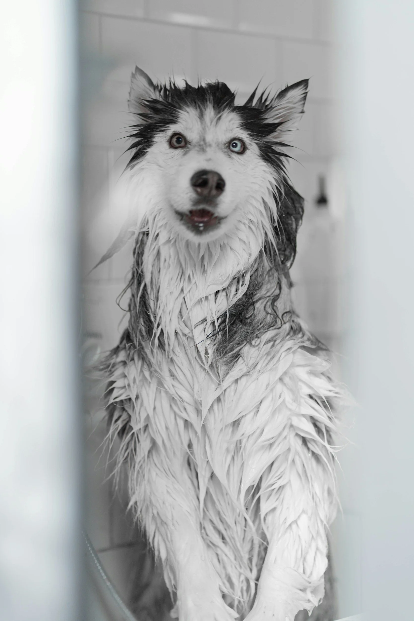 Wet Border Collie during a bath, looking directly at the camera