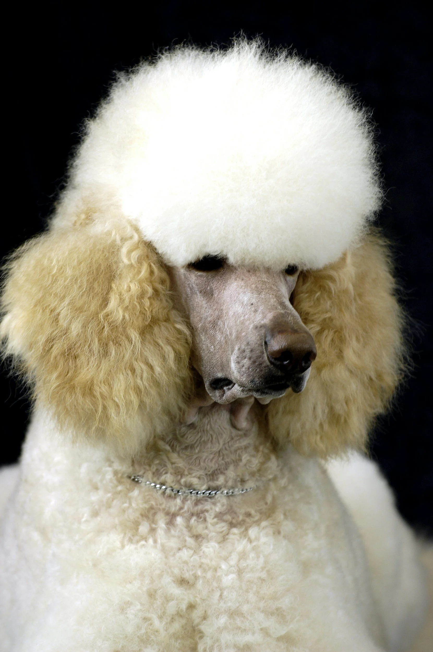 Freshly groomed Standard Poodle with a classic Continental clip