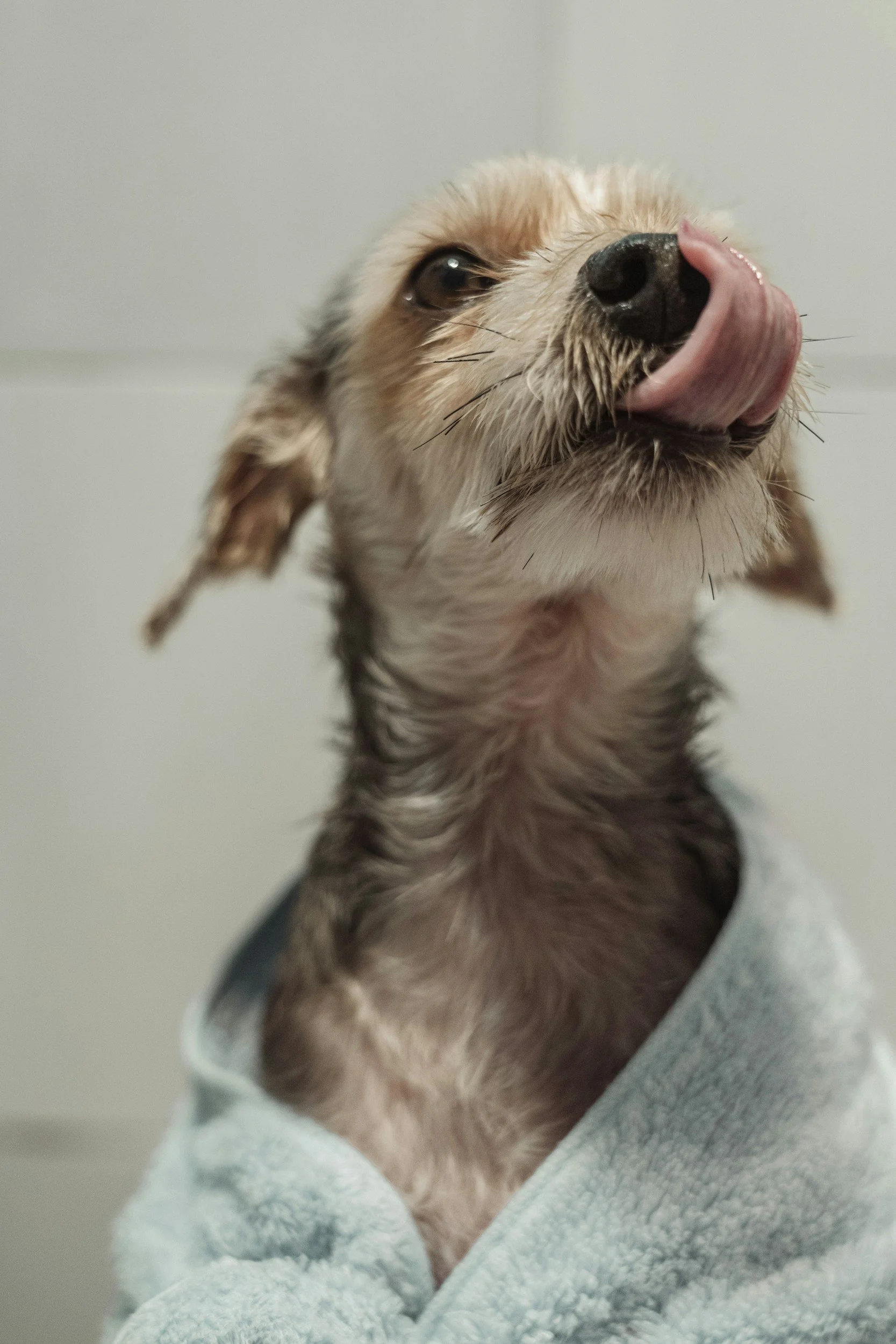 A wet Chihuahua mix licks its nose mid-bath during a mobile grooming session with Porchlight