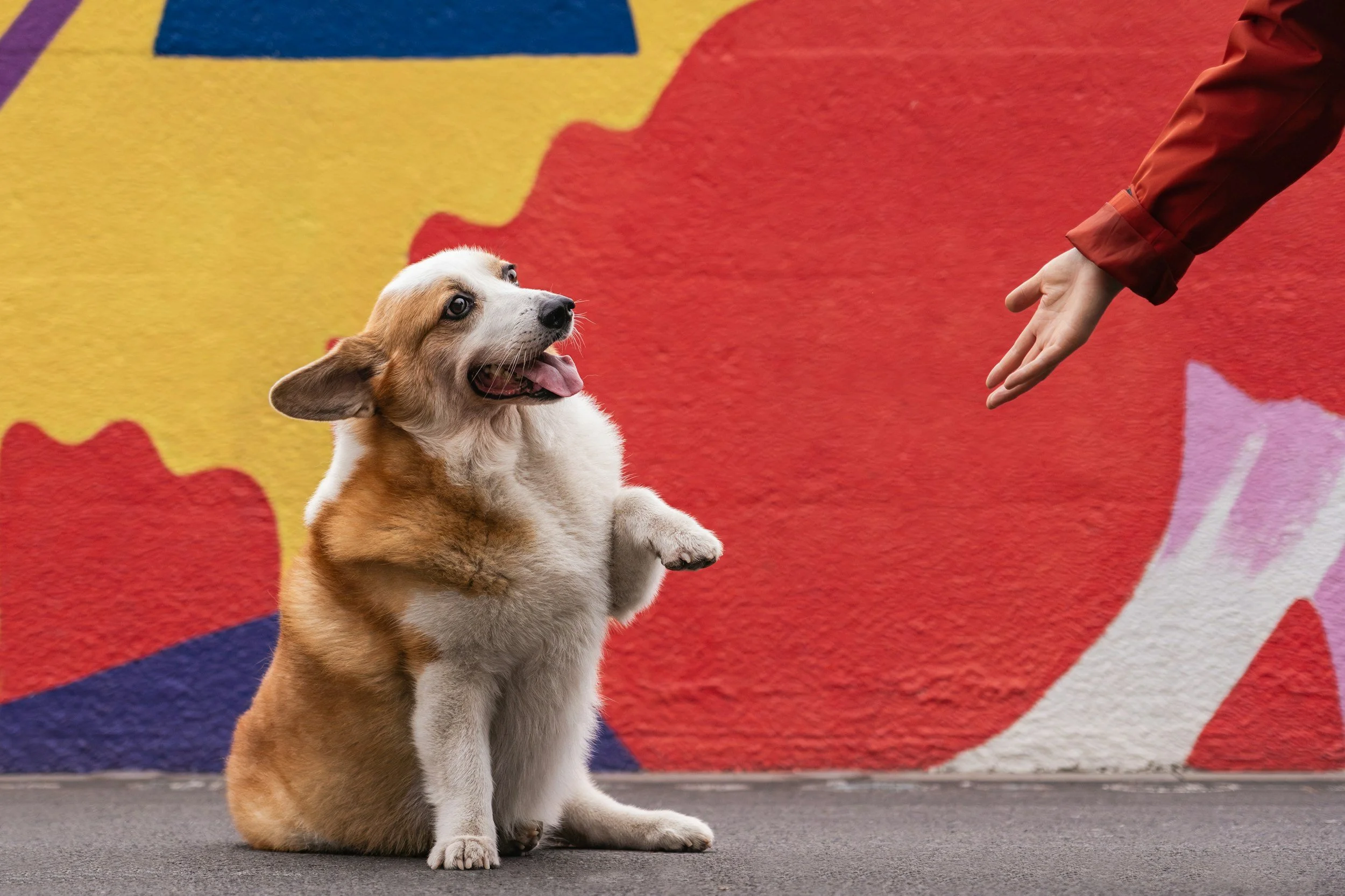 Happy Corgi sitting and greeting an outstretched hand in front of a colorful mural