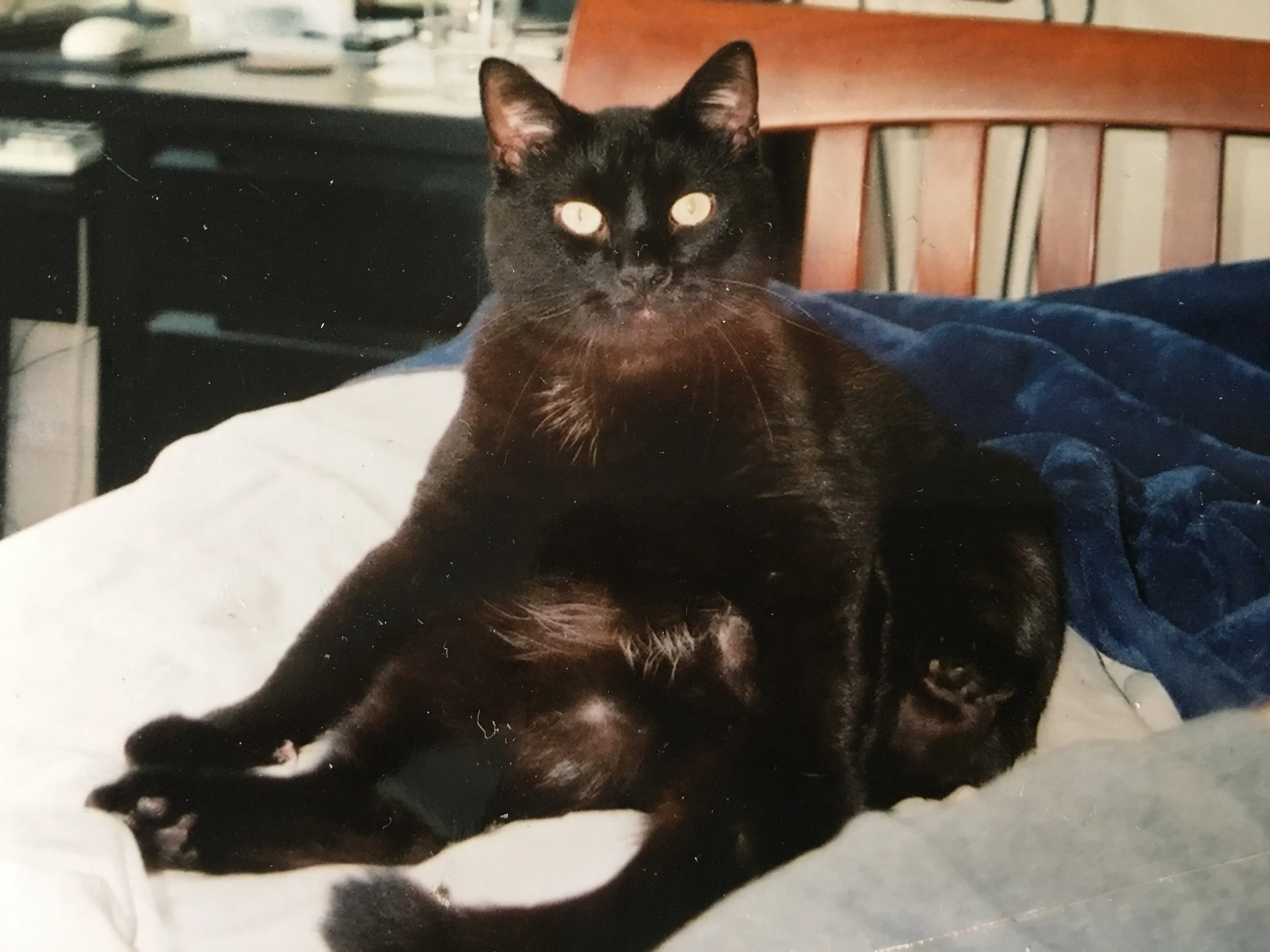 Fred, Steve's black cat, relaxes on a bed with a regal expression