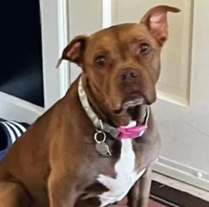 Porchlight's mascot, Sadie, a chocolate brown pit bull with a white chest and one ear perked up sits by a doorway wearing a pink collar