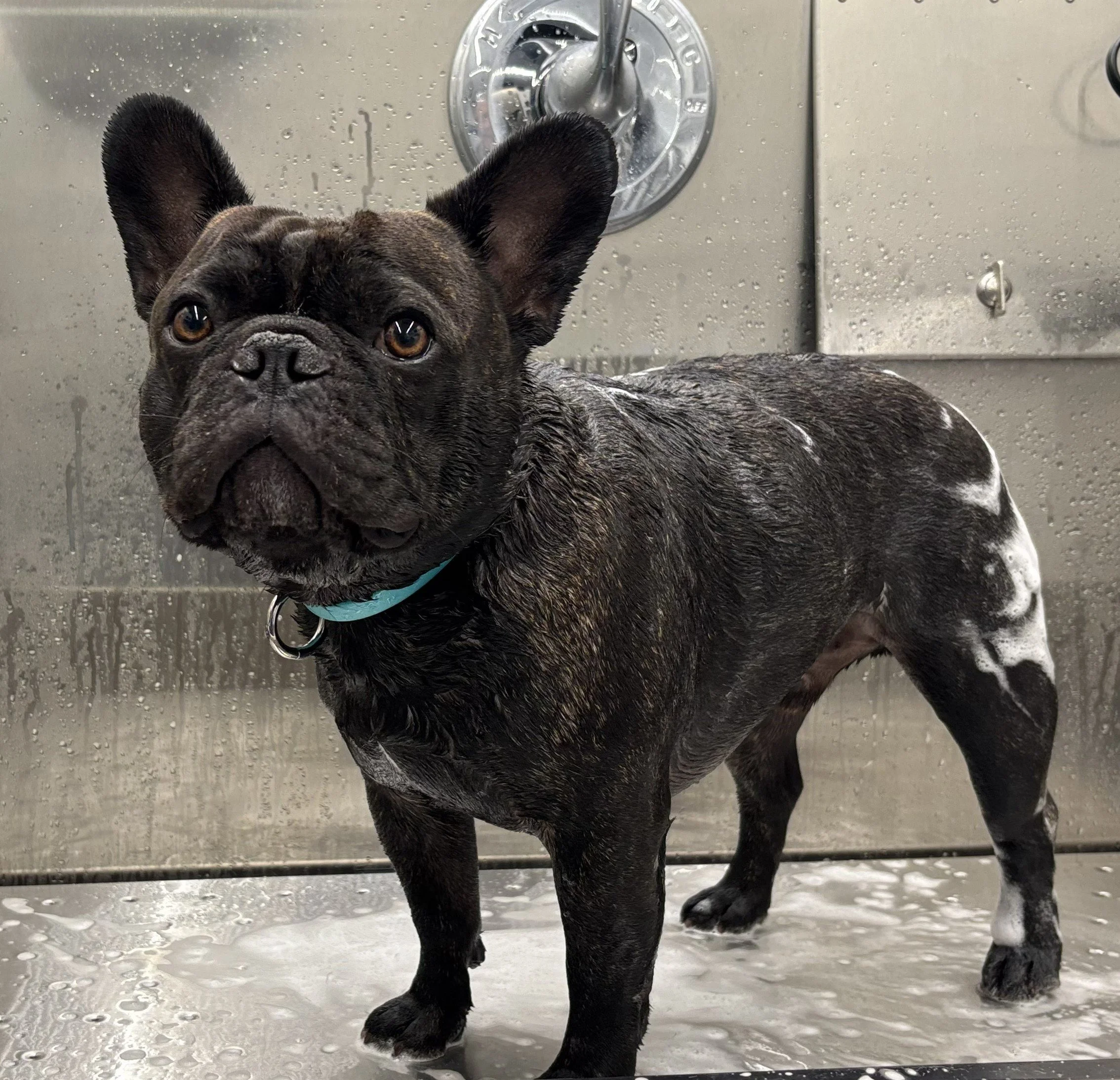 French Bulldog receiving a bath in a stainless steel sink, wet fur, with a water faucet in the background.