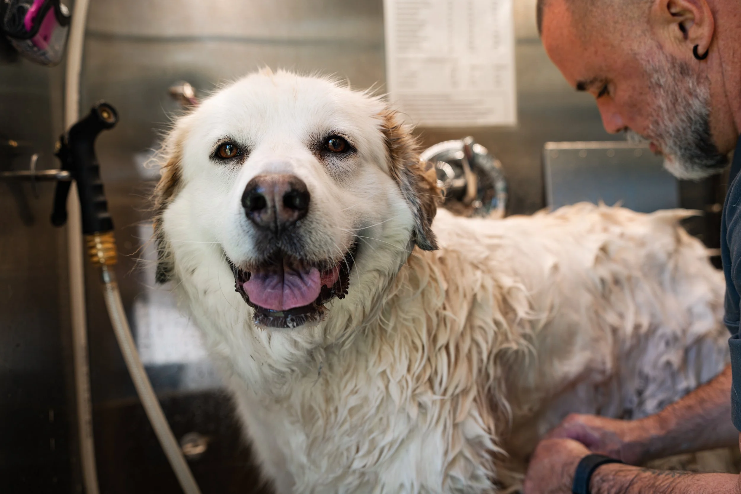 A happy white and brown dog inside Porchlight's mobile salon. The dog has its tongue out and is looking forward. The groomer is wearing glasses and a dark shirt.