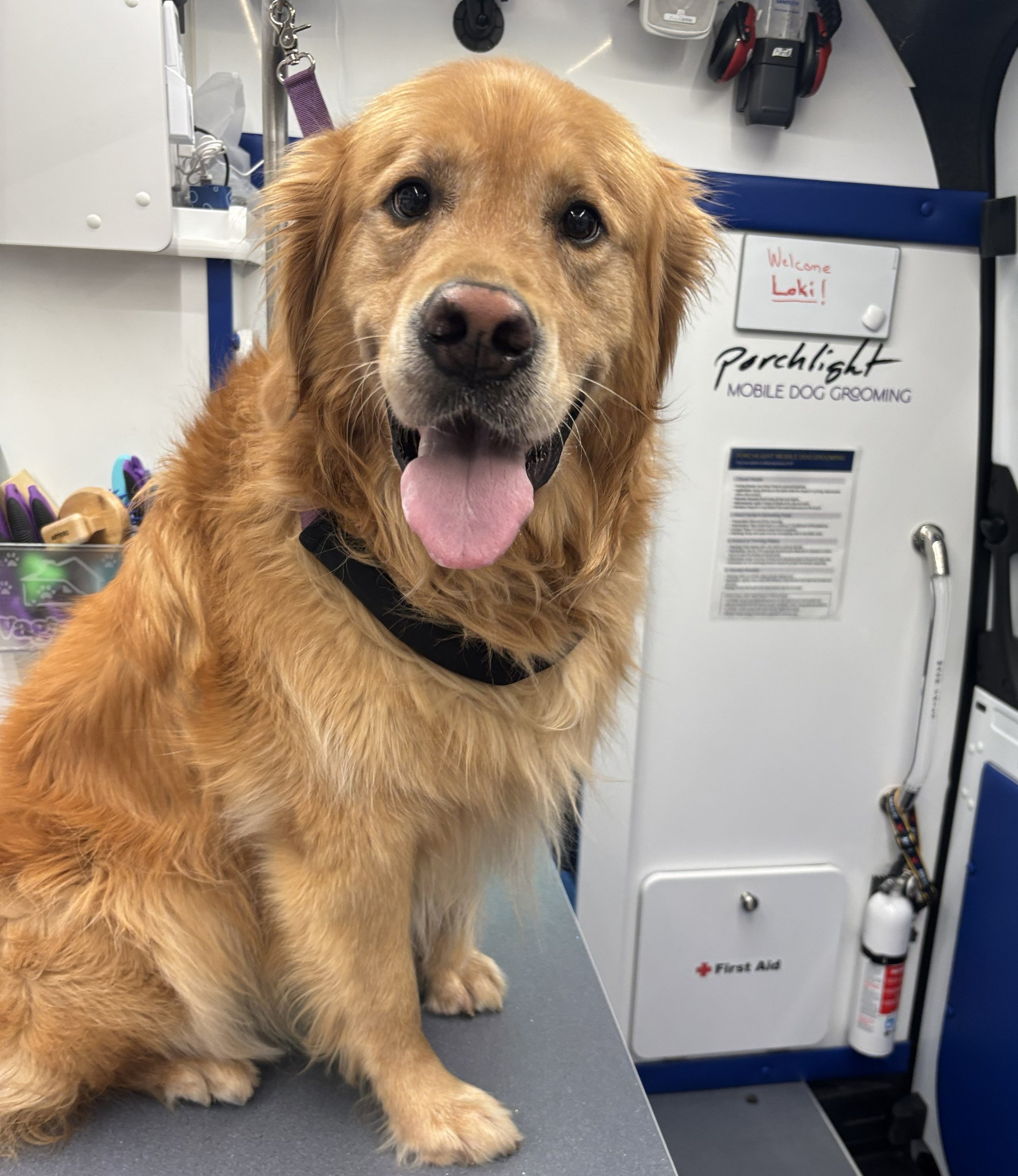 Happy Golden Retriever stares curiously into the camera.