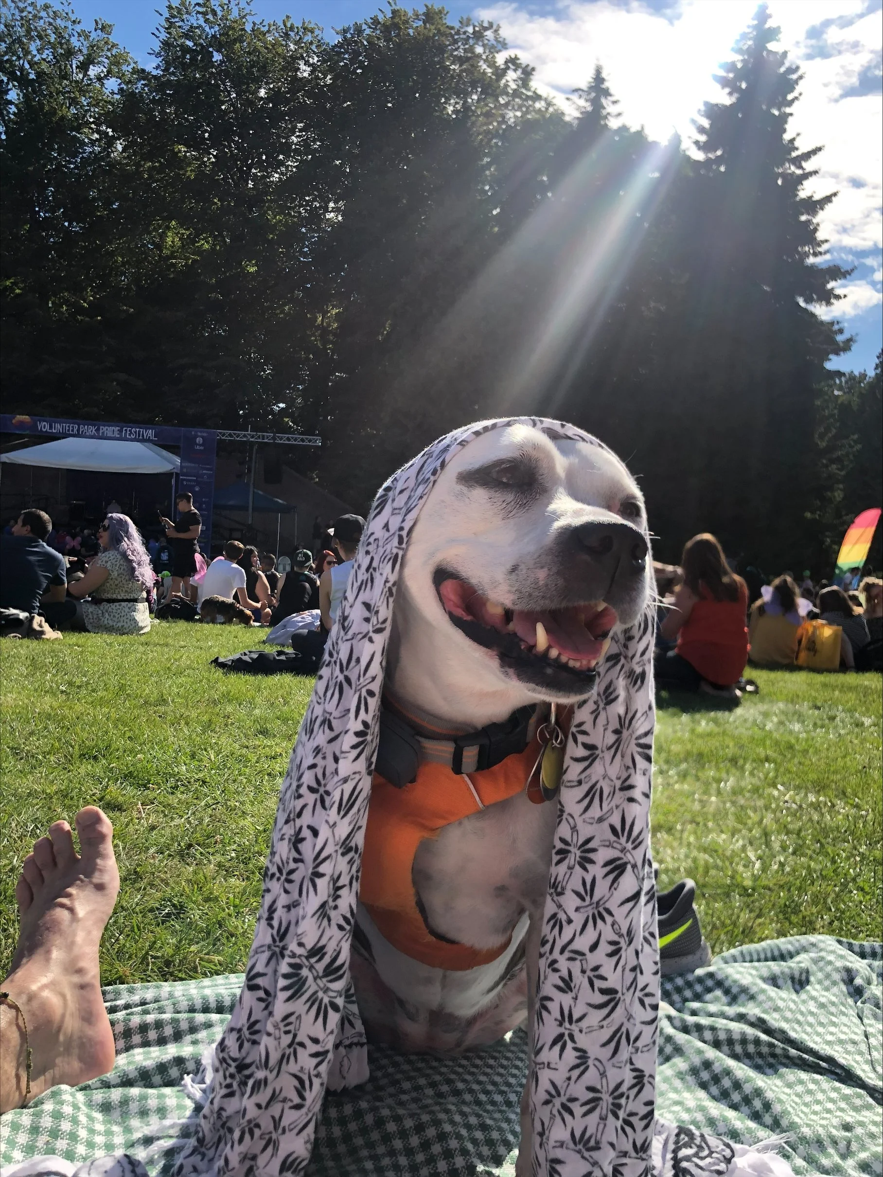 Venus, a white and brindle American Pit Bull Terrier, smiles in the sunshine at an outdoor gathering in Volunteer Park, Seattle
