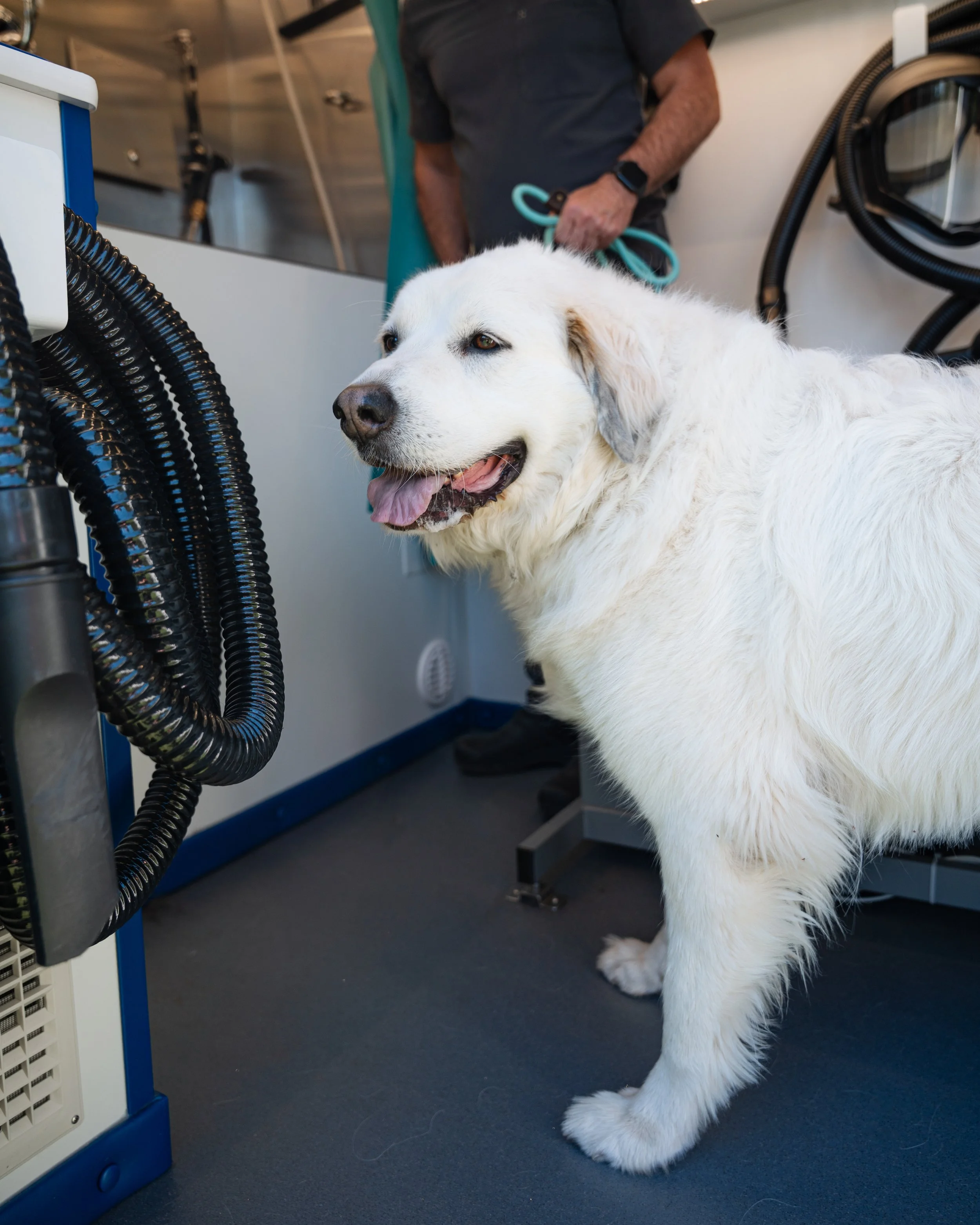 Dog explores grooming van before appointment begins.