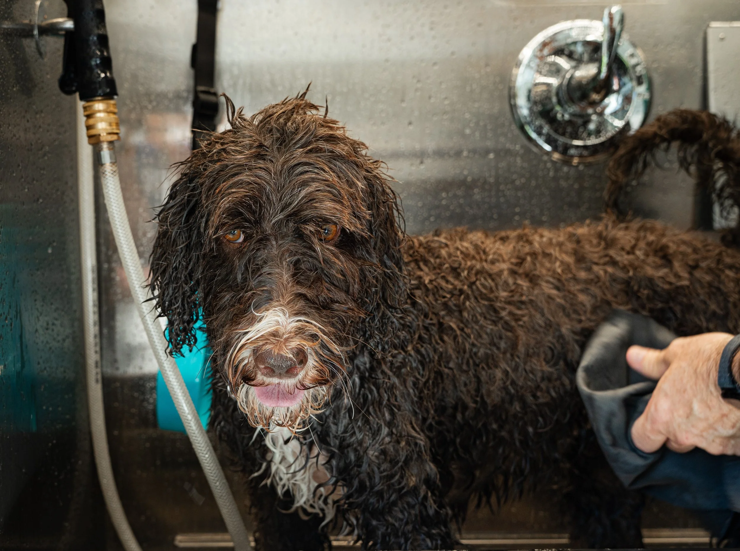 A wet, curly-haired dog with brown and white fur sitting in a stainless steel sink during a bath, with a person's hand holding an object in the foreground.