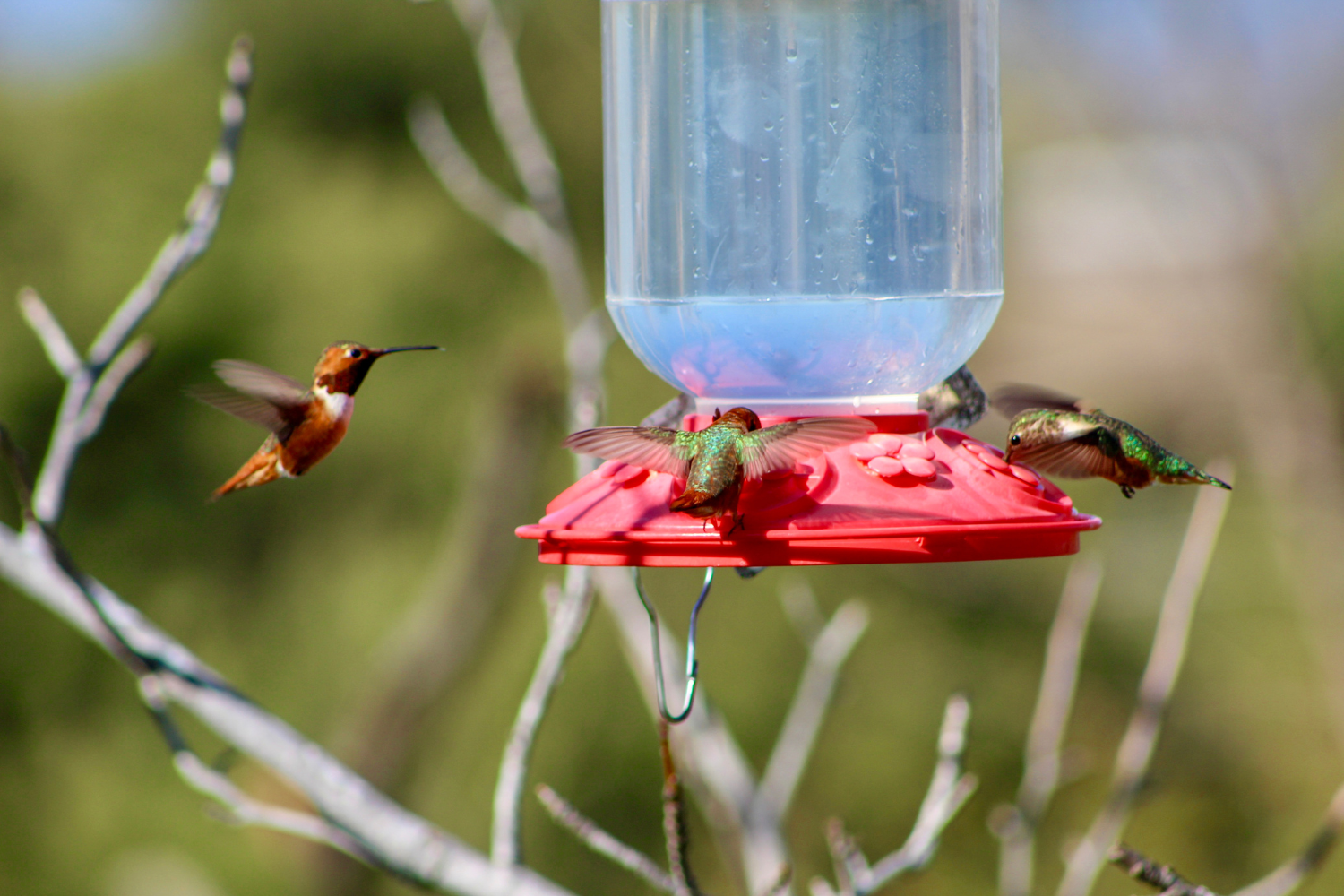 four hummingbirds at feeder
