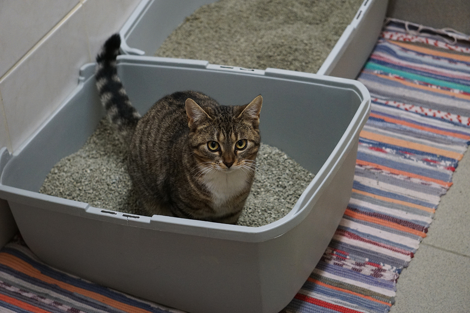 adorable cat in litter box