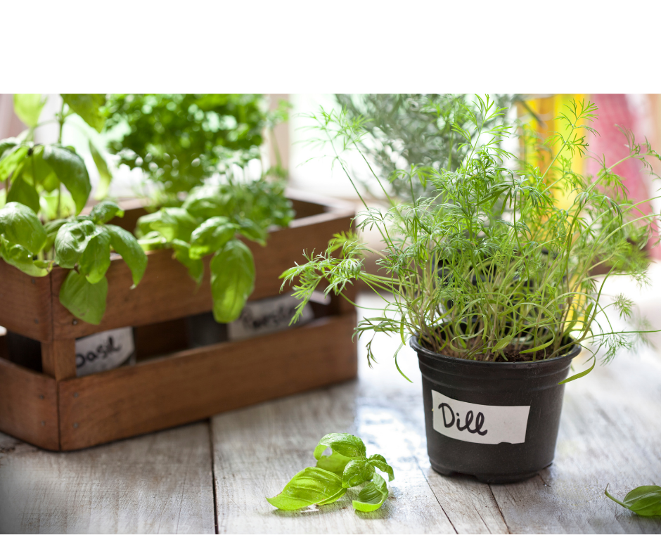 herbs growing in pots