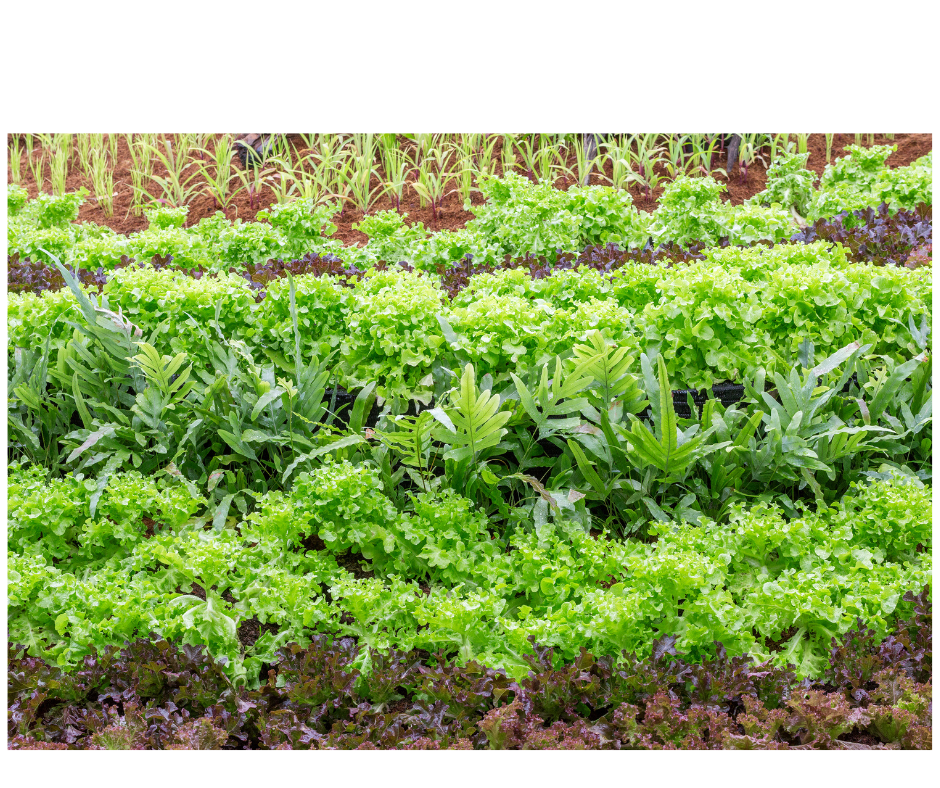 larger garden with all kinds of vegetables growing