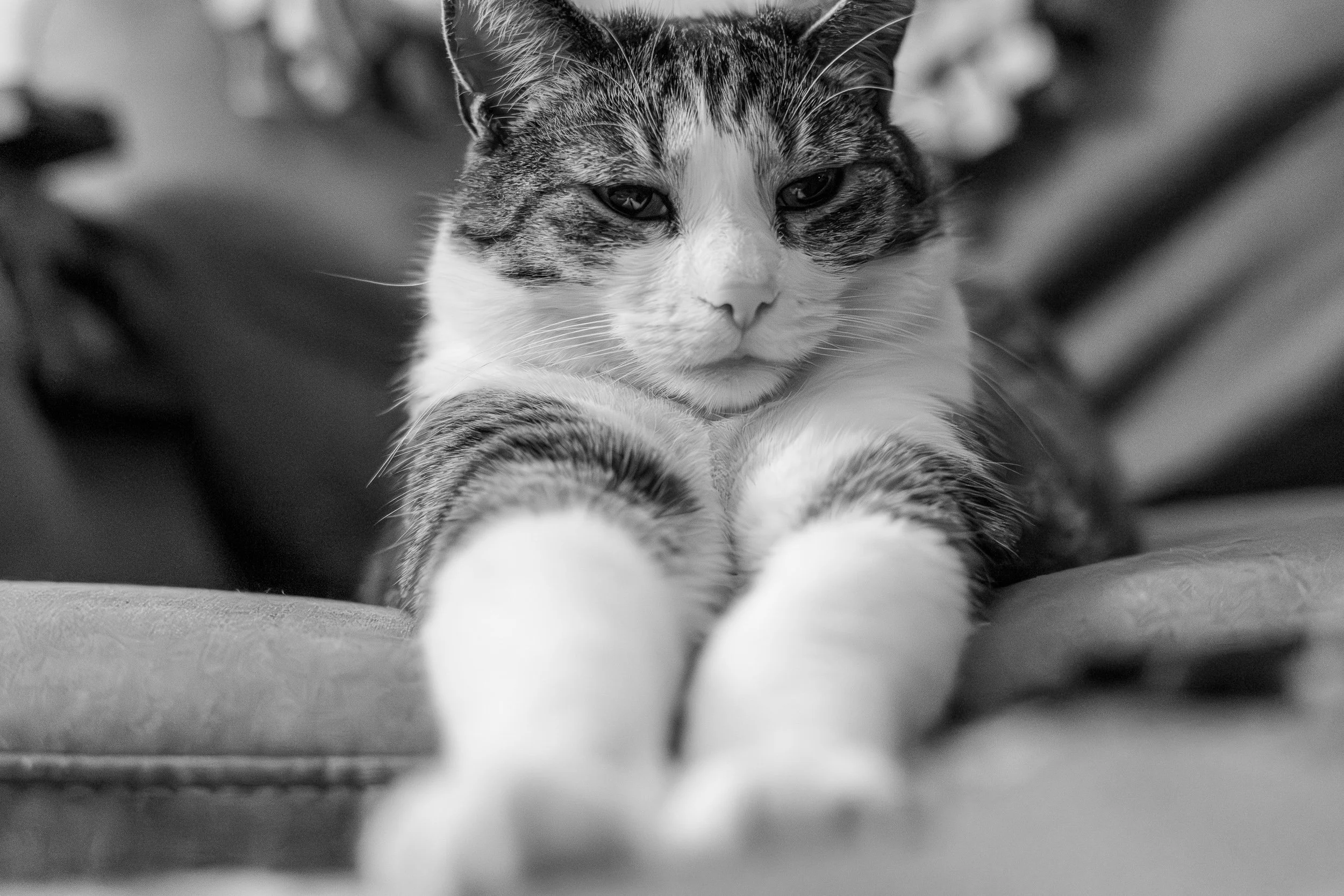 animals 4 (1 of 1).jpg