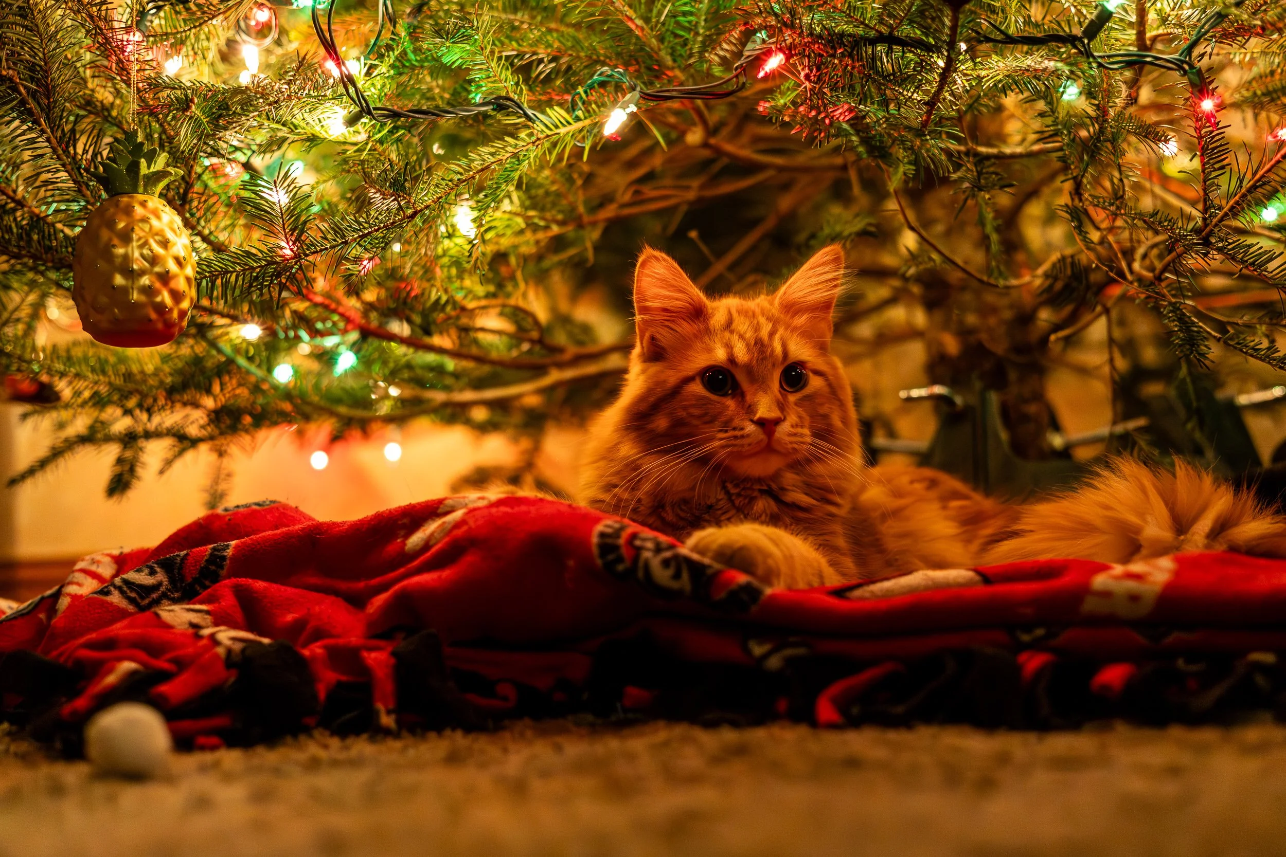 animals 1 (1 of 1).jpg