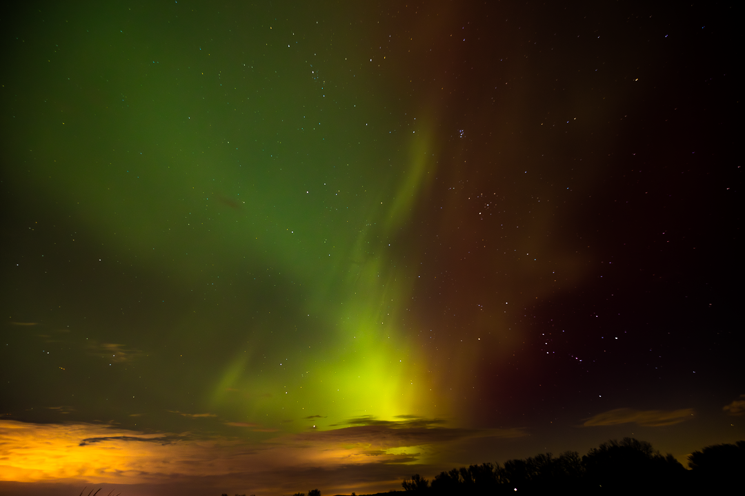 Cats_Jan_12_26 (1 of 1).png