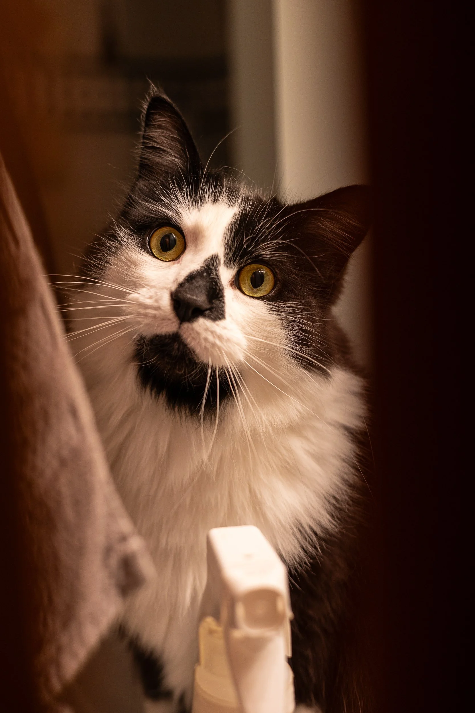 animals 2 (1 of 1).jpg