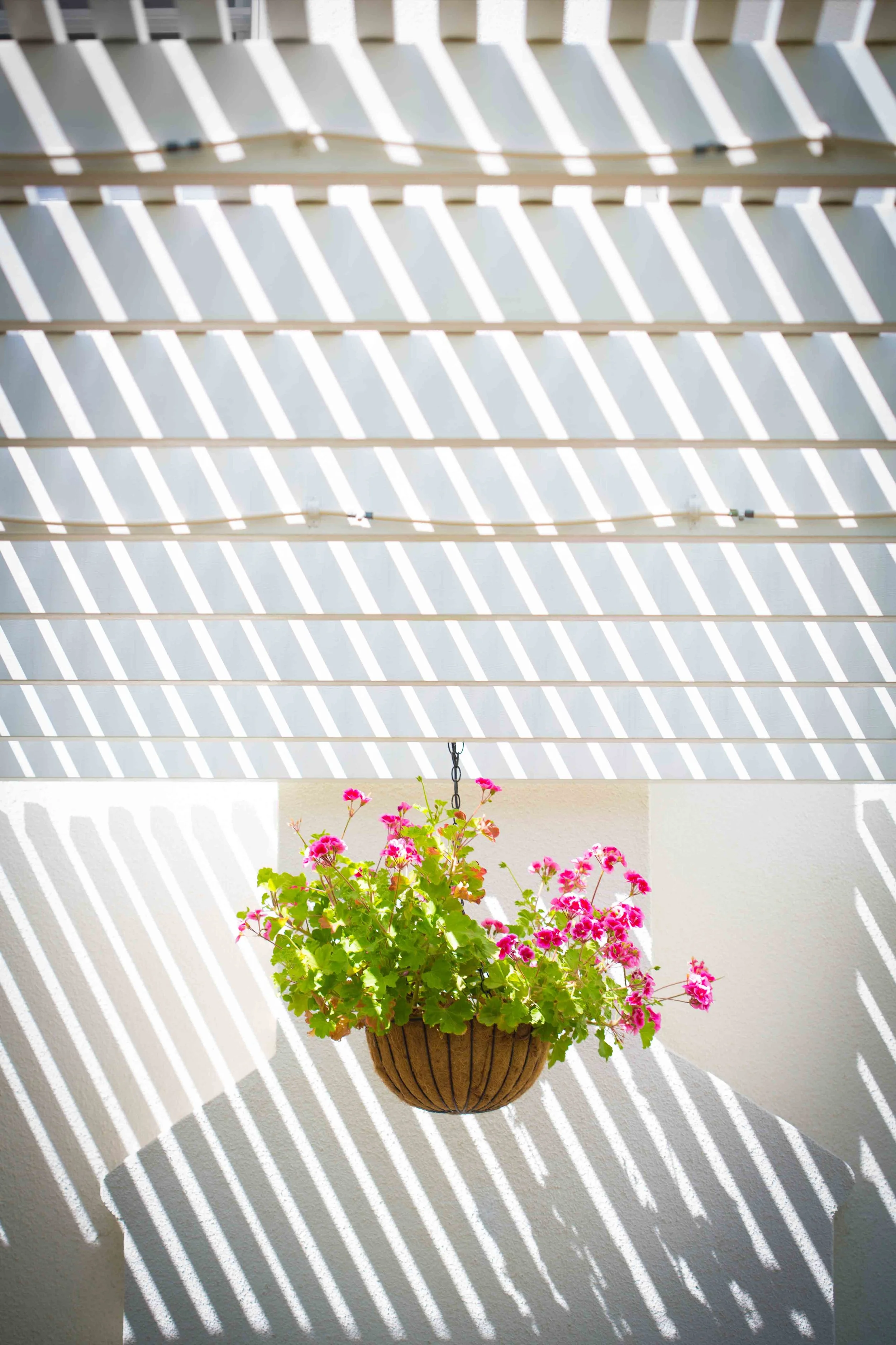 Pink and green flowering plant in a hanging basket with shadows of a slatted white pergola on a white wall.