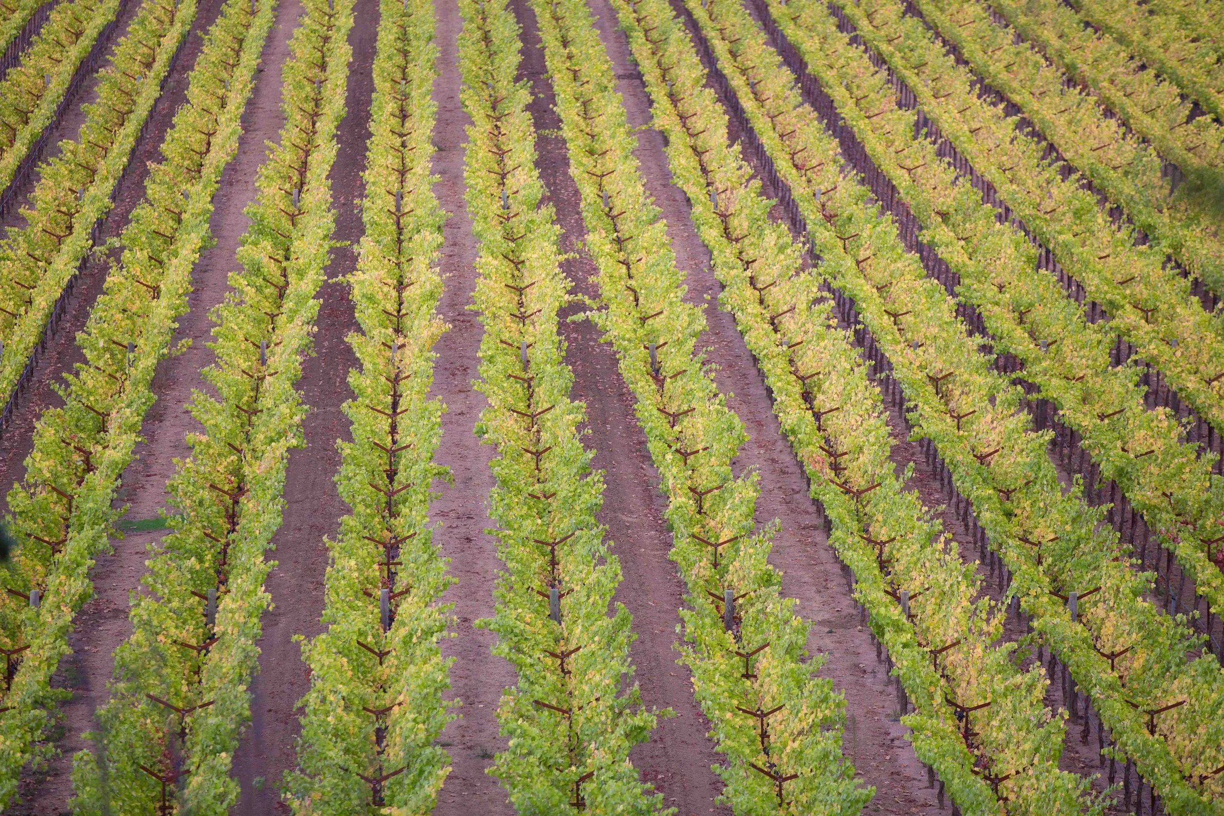 Vineyard with rows of grapevines in a field during daytime