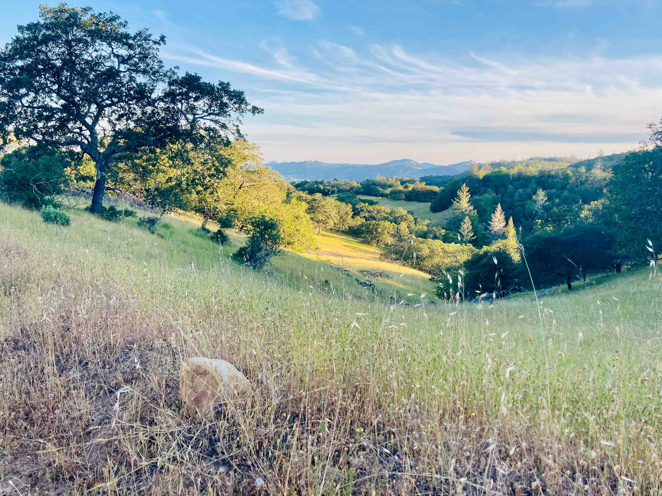 A scenic landscape of rolling hills with trees, grasses, and mountains in the distance under a blue sky with wispy clouds.