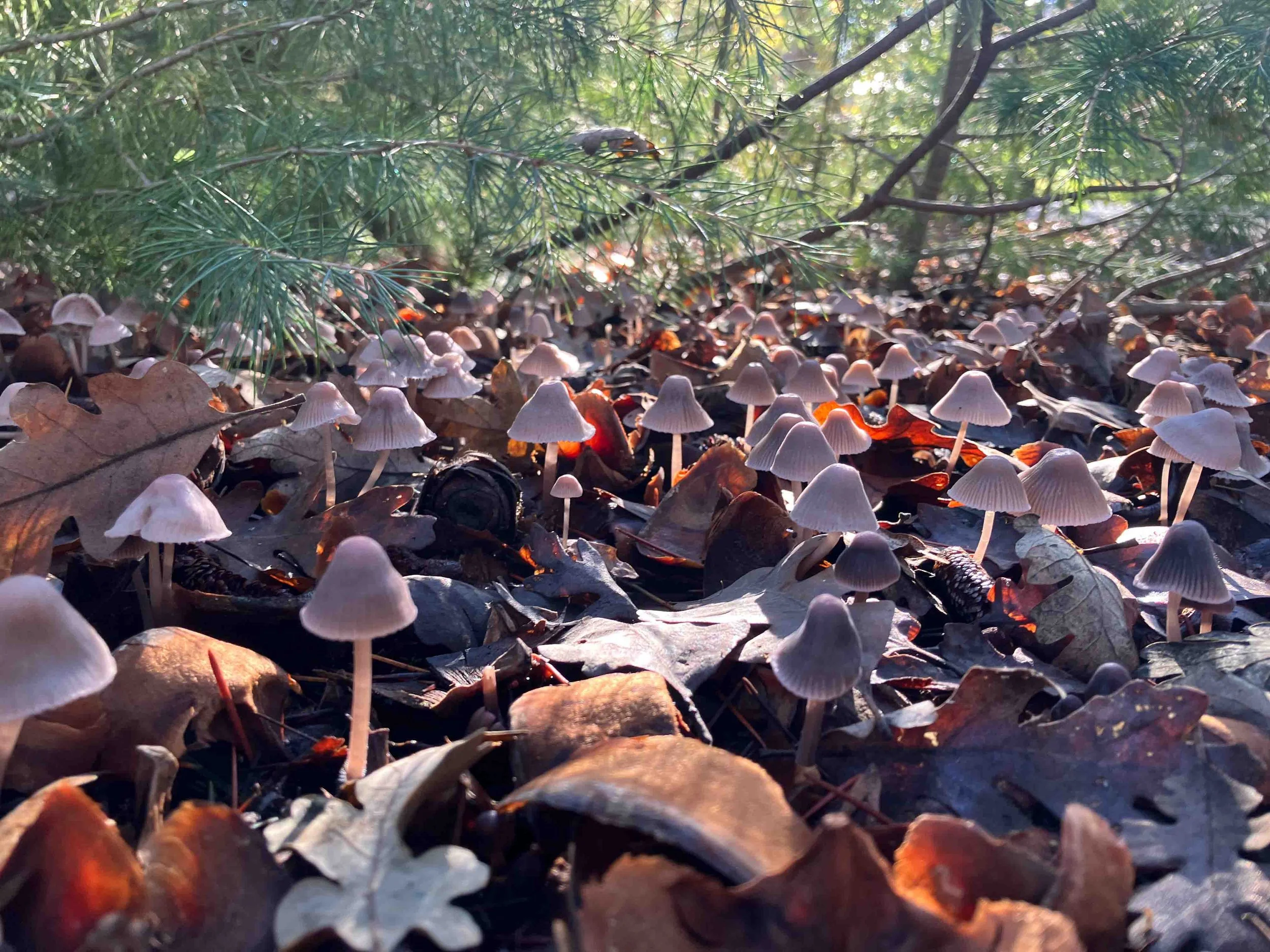 Small mushrooms growing on dead leaves and pine needles on the forest floor, with sunlight filtering through the trees.