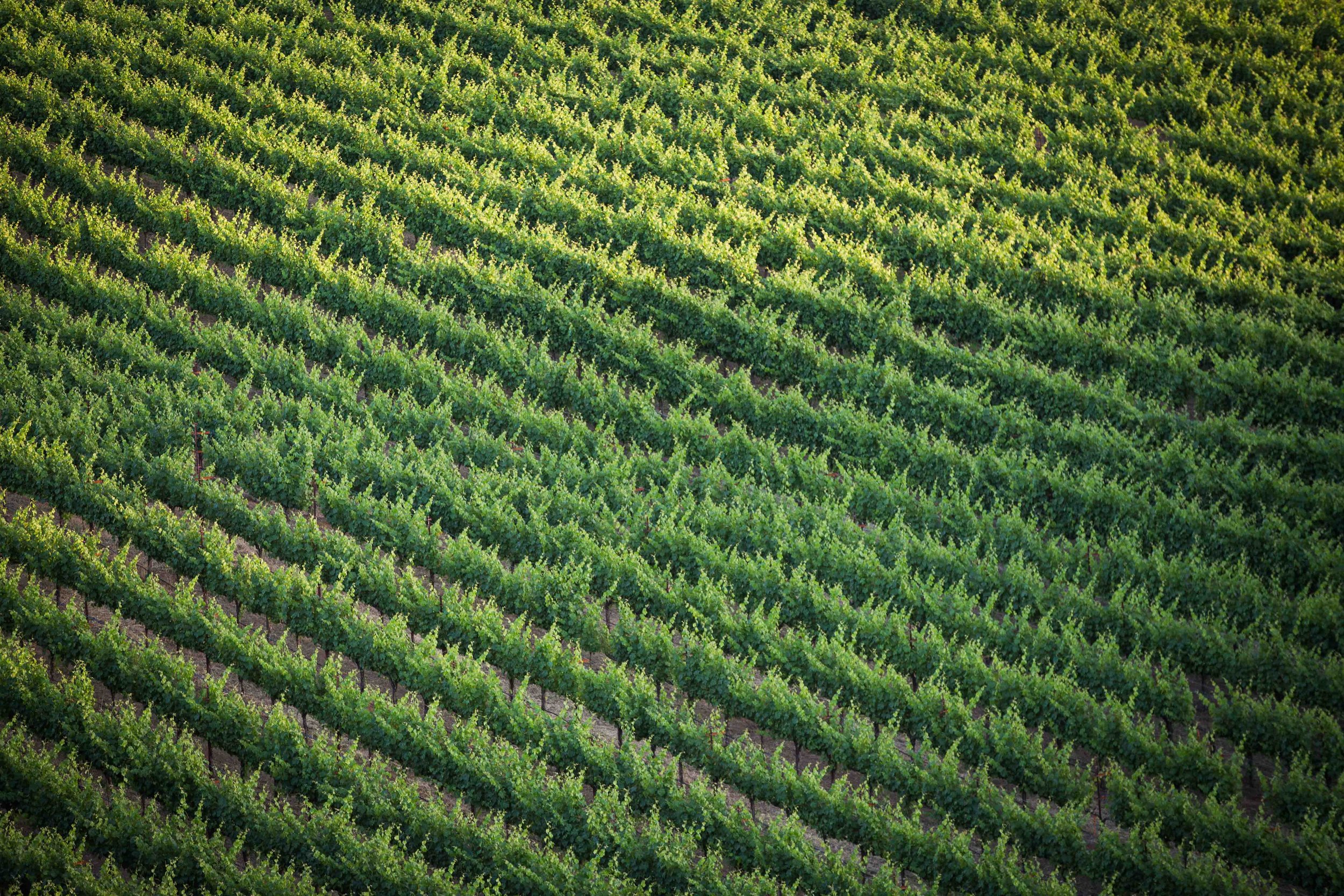 A lush vineyard with rows of grapevines stretching across a hillside, bathed in sunlight.