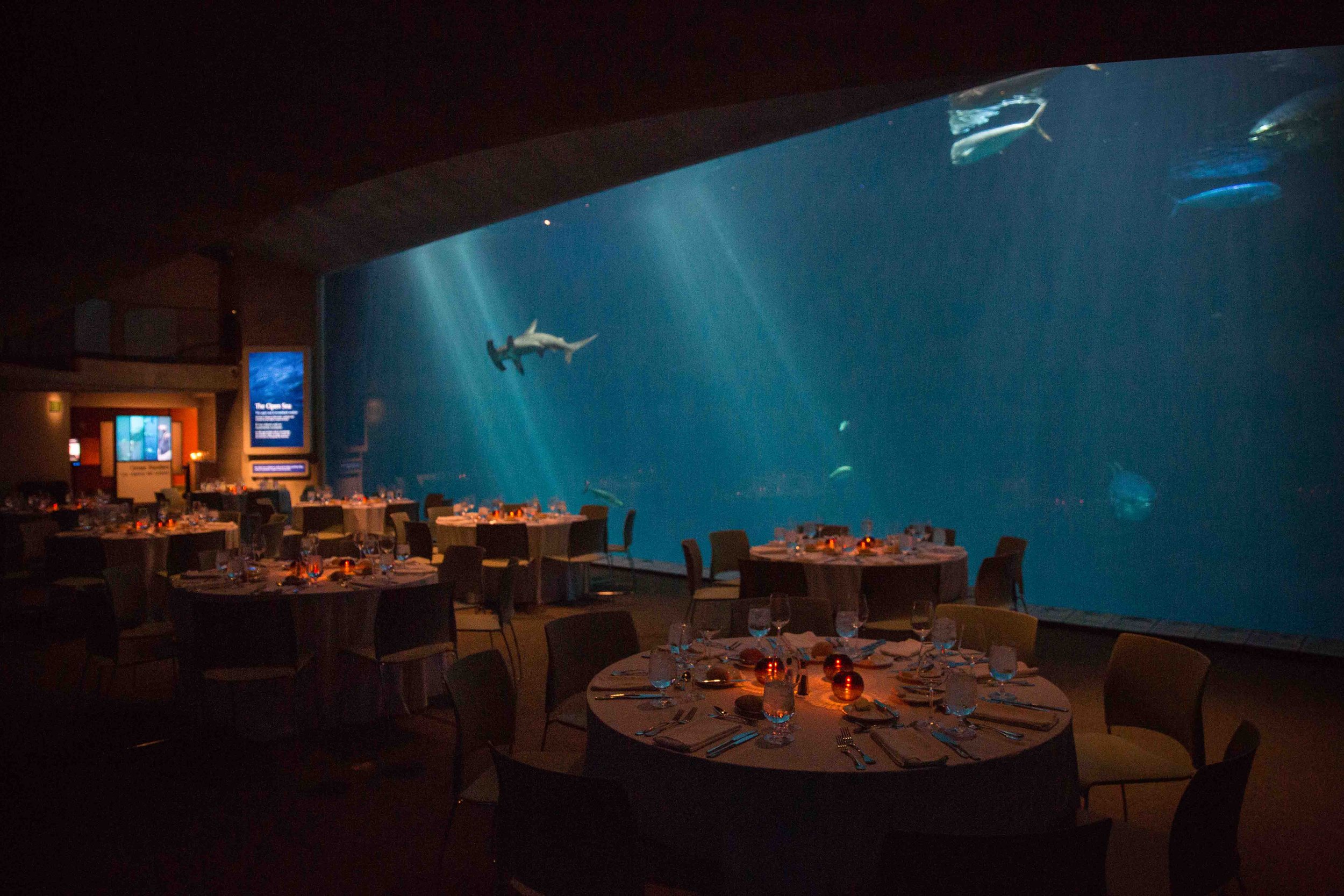 A fancy restaurant with round tables set with glasses, silverware, and napkins, situated in front of a large aquarium tank filled with various fish and a shark, illuminated by soft lighting.