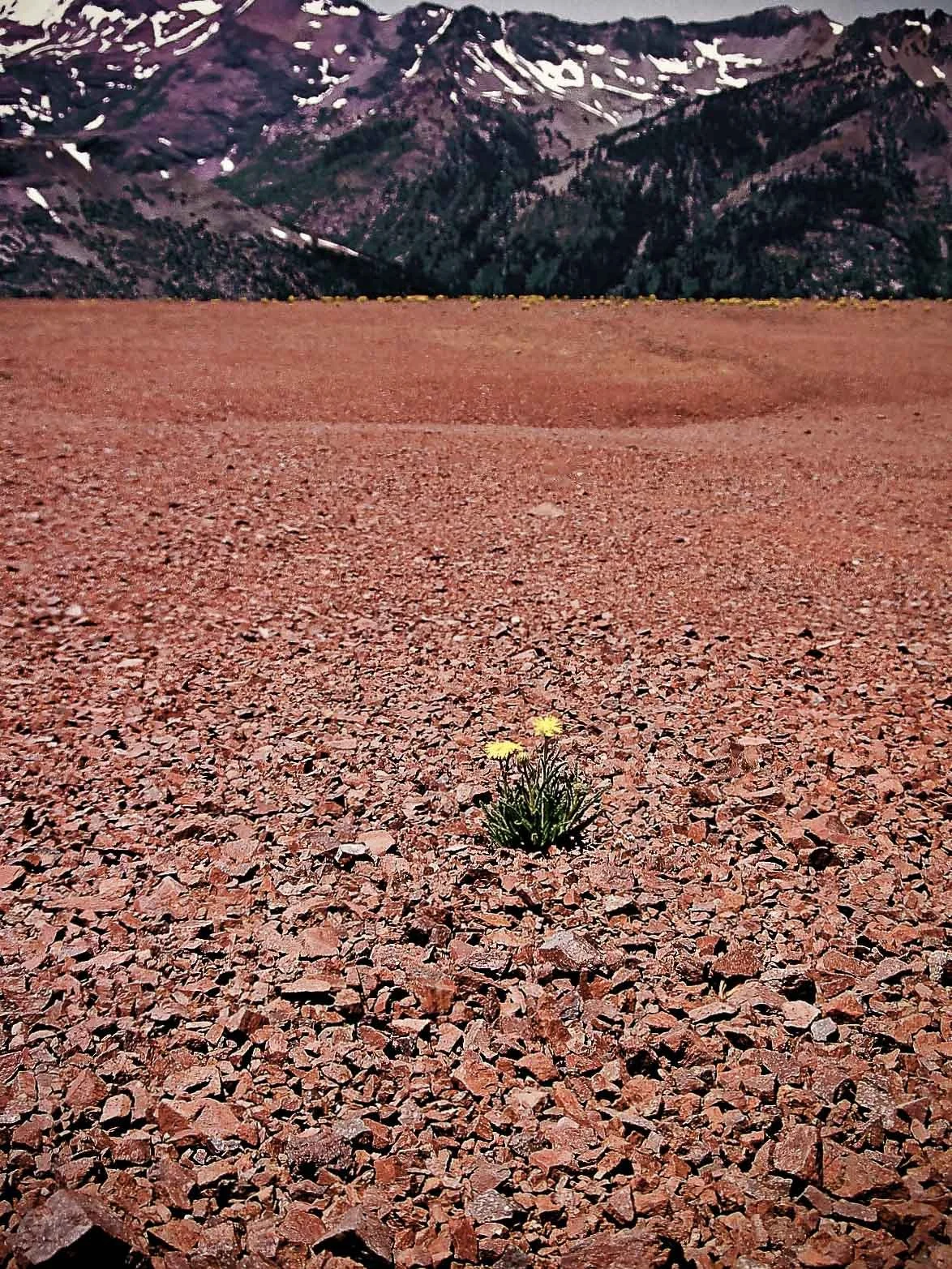 A small yellow flower growing through rocky red soil with mountains in the background.