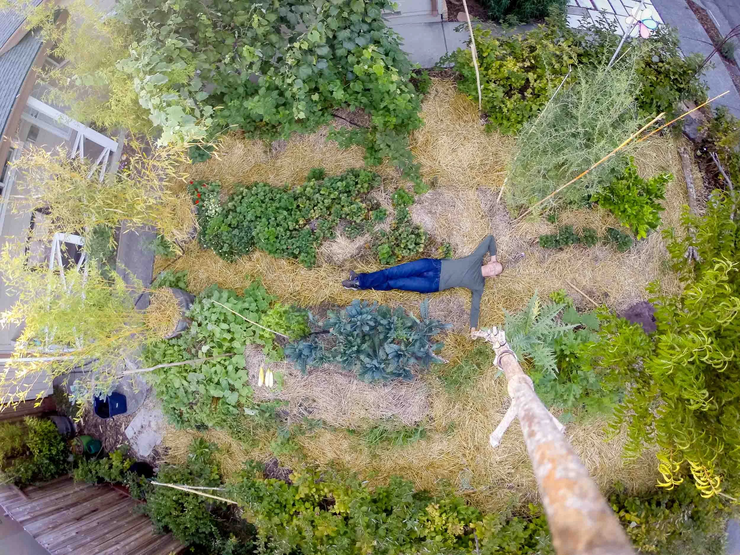 A person lying on a garden bed, surrounded by plants and straw mulch, as viewed from a tall structure or tree.