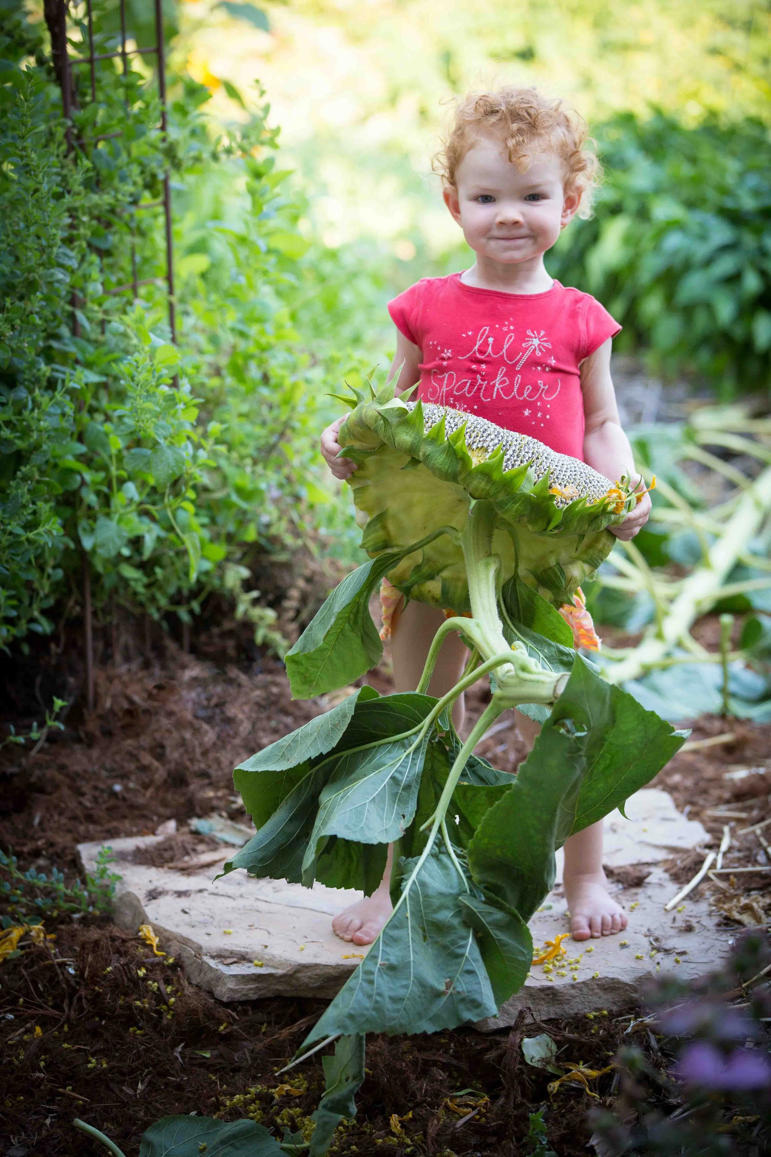 A young girl with curly red hair and a pink t-shirt standing barefoot on a stone step in a garden, holding the large sunflower she just picked.