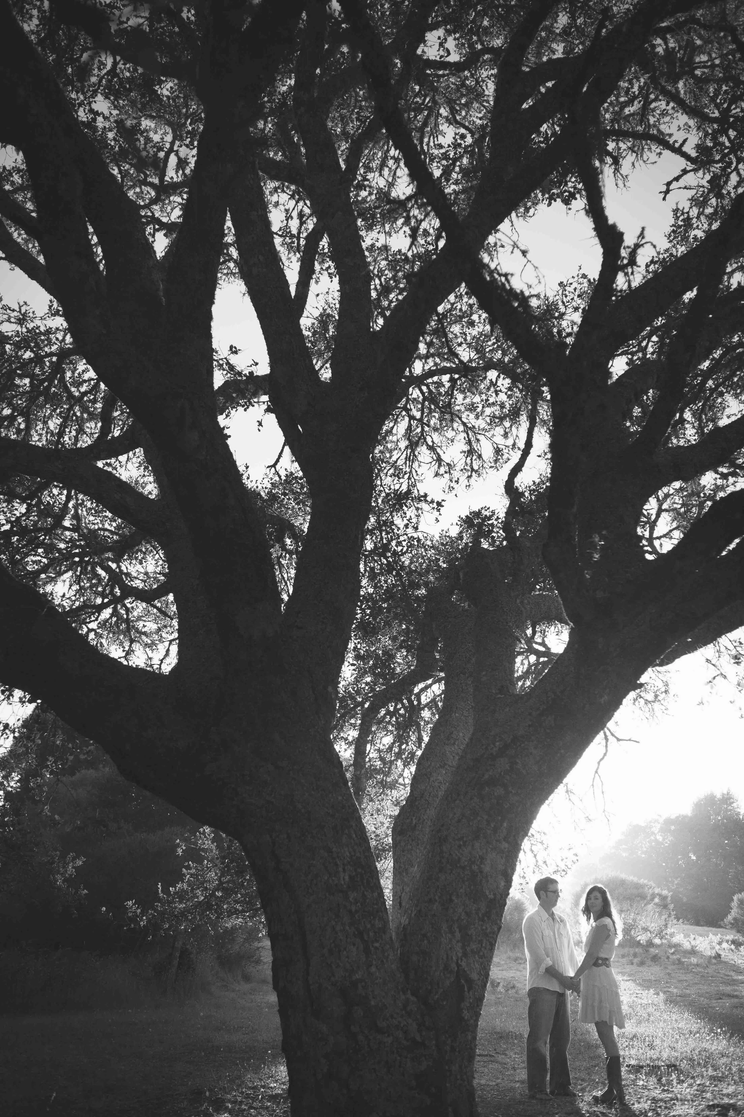 A black-and-white photo of a large, leafless tree with two people holding hands underneath, standing in a field with sunlight shining through in the background.
