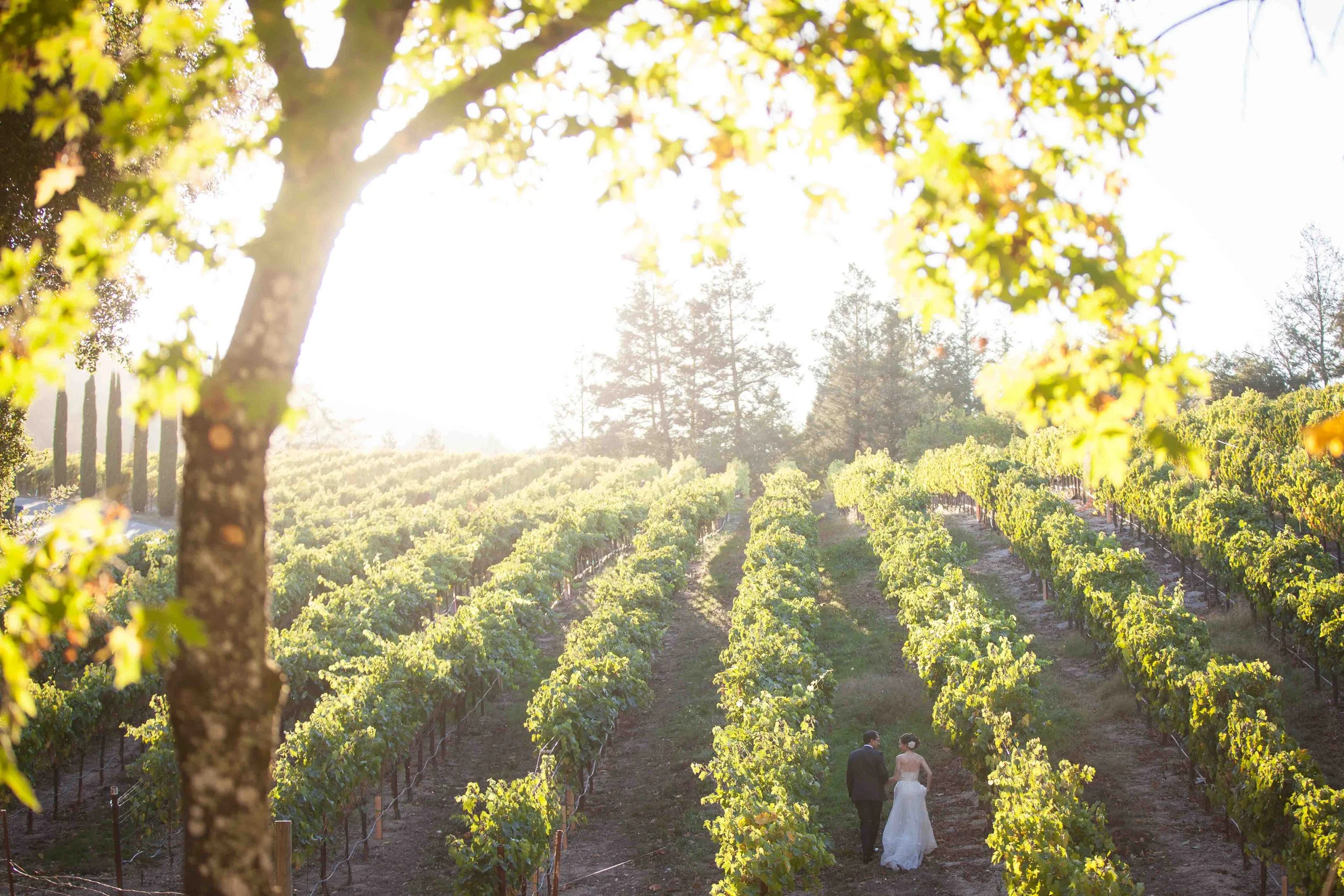 A couple in wedding attire walking through a vineyard during sunset, with green grapevines on either side and a large tree in the foreground.