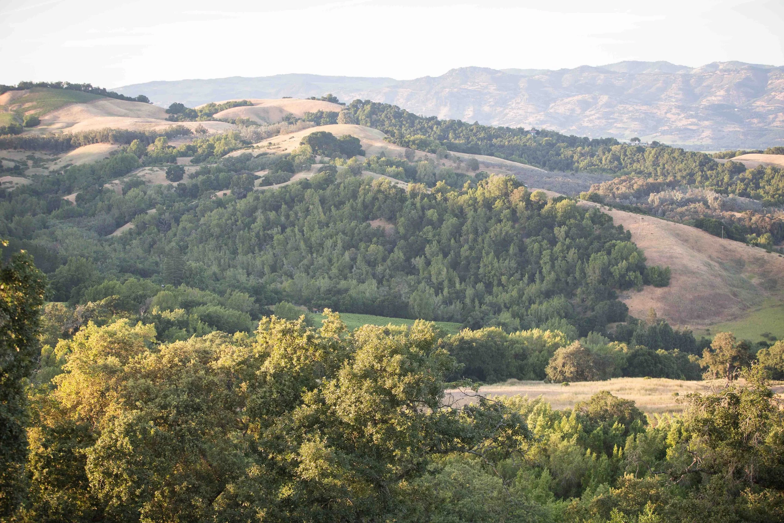 A scenic landscape of rolling hills with a mix of green and dry areas, covered by trees and grass, under a clear sky.