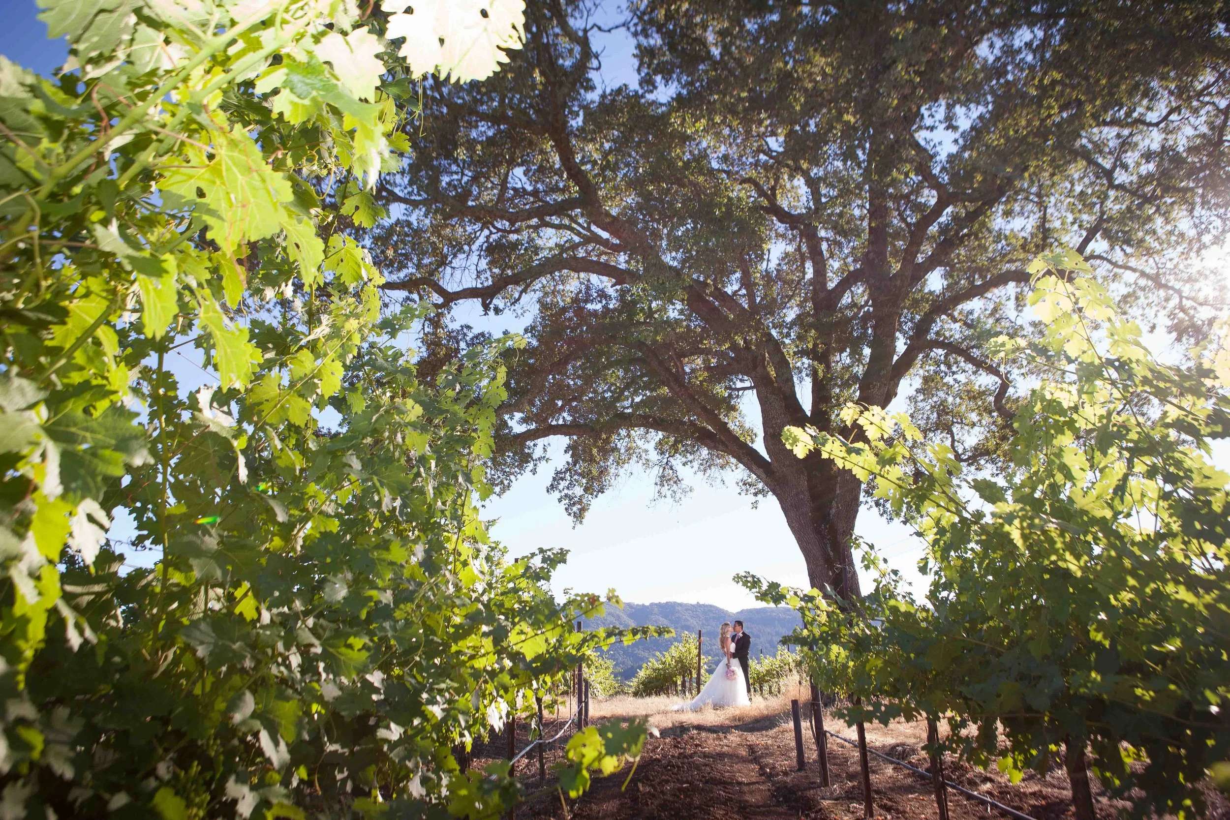 A bride and groom standing under a large tree in a vineyard, with green leaves and a clear blue sky.