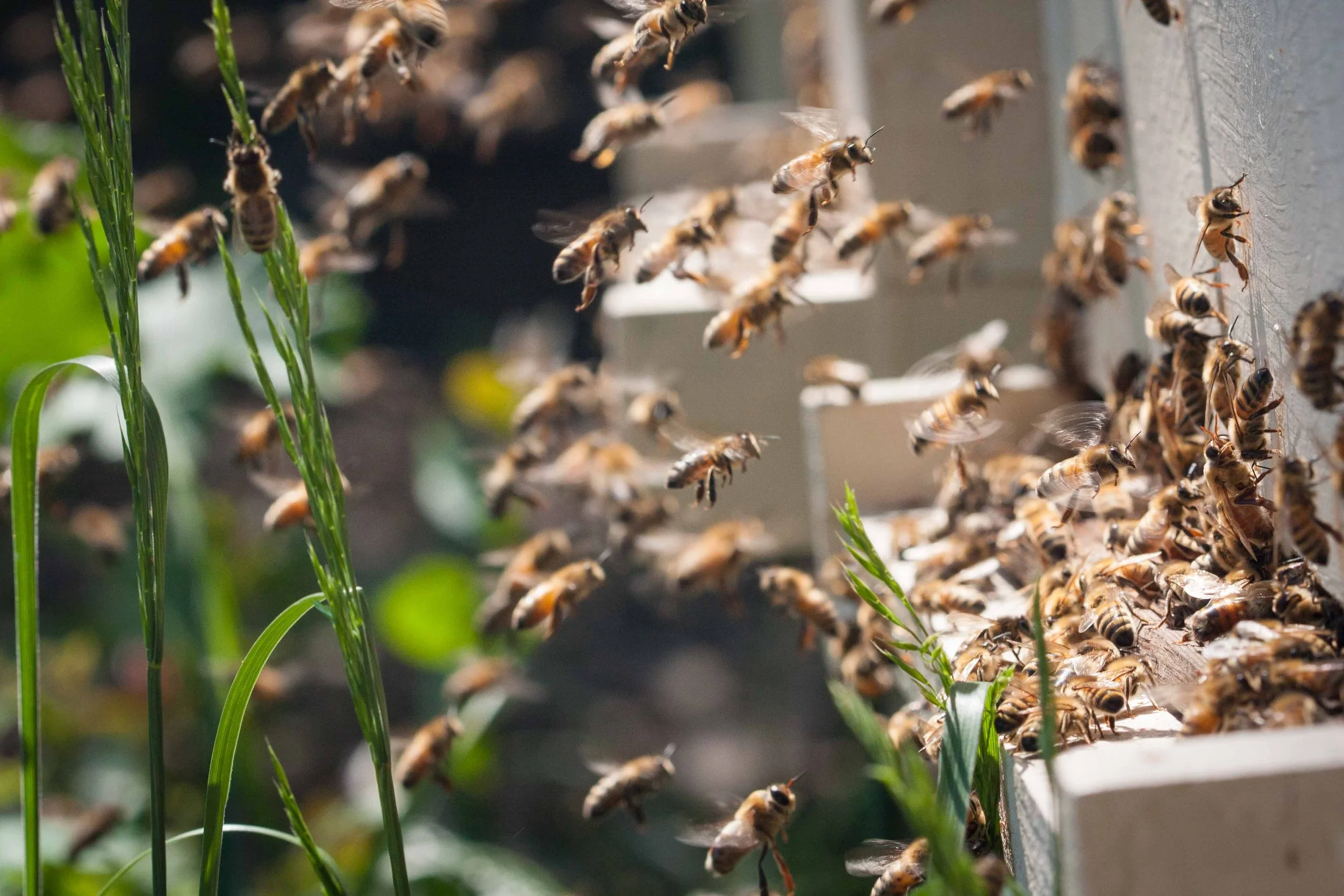A honey bee colony with many bees flying and gathered around a hive entrance.