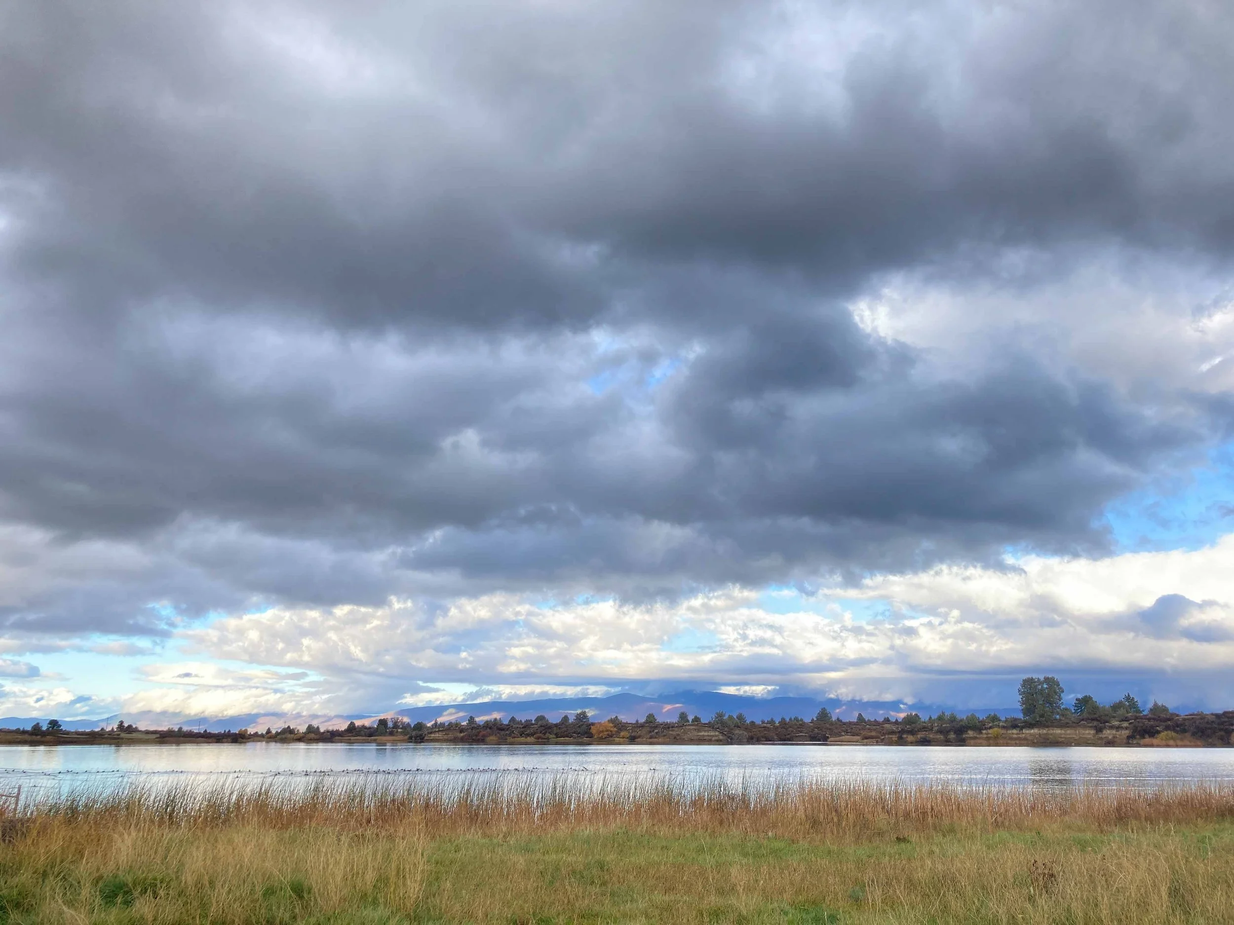 A landscape scene with a body of water, golden tall grasses in the foreground, trees along the shoreline, and dark gray clouds in the sky with patches of blue showing through.