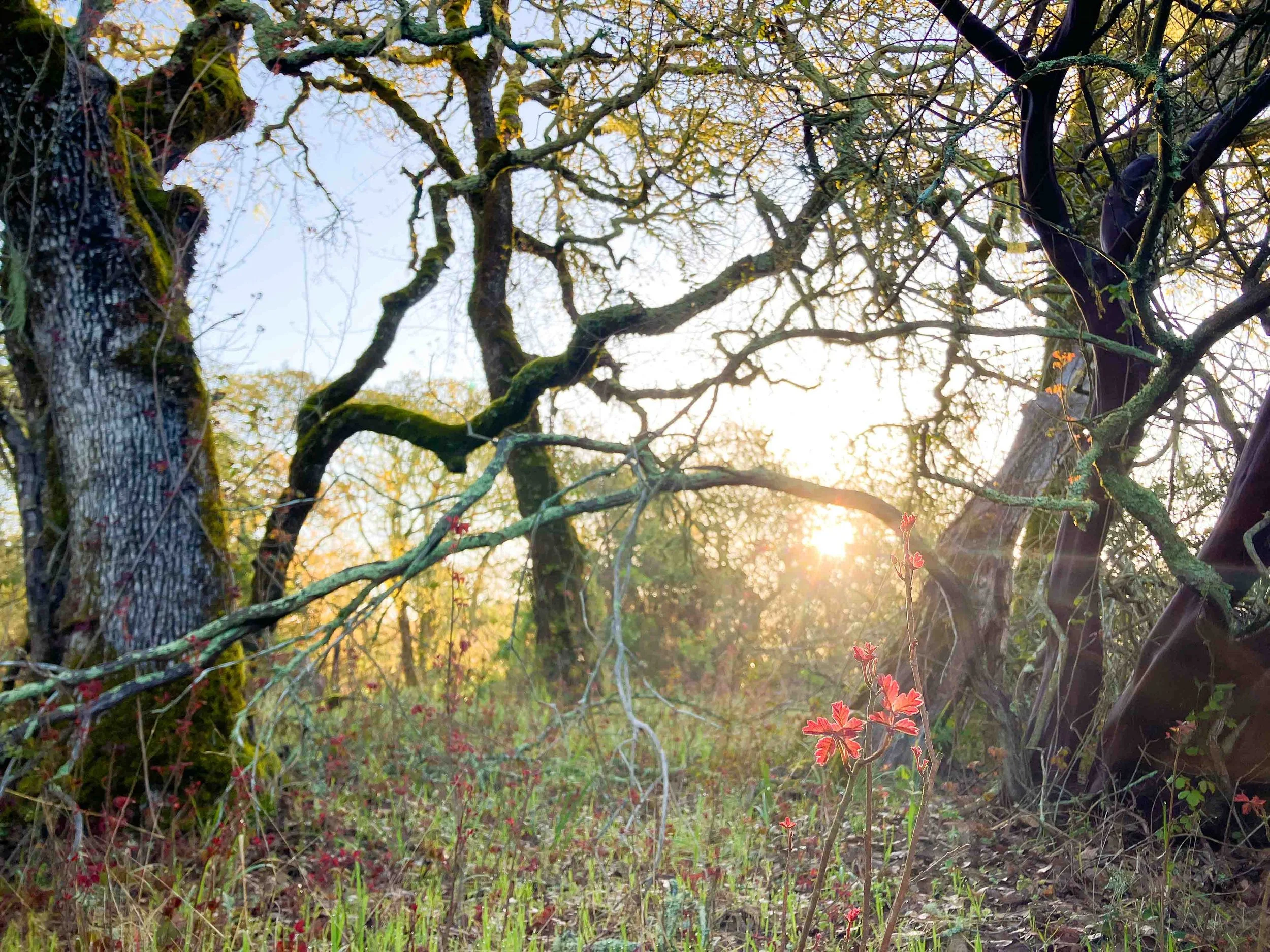 Sunlit autumn forest with twisted, moss-covered trees and red flowers in the foreground.