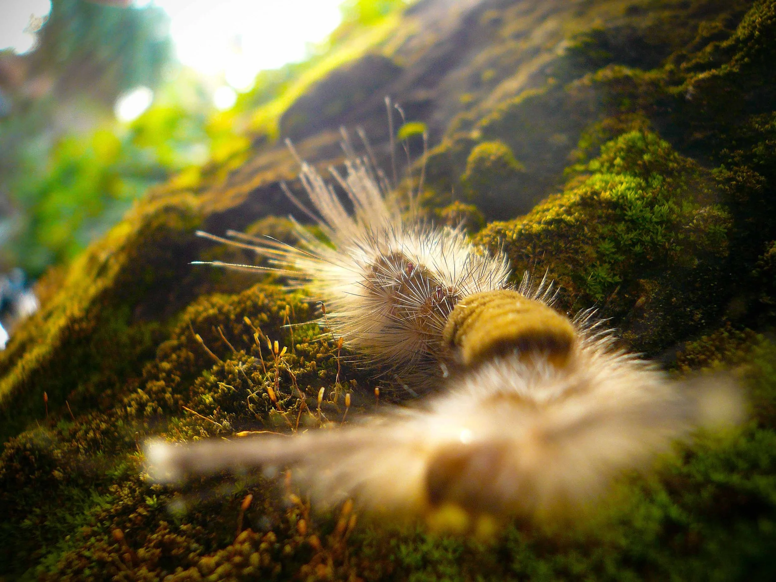 Close-up of a fuzzy caterpillar with long hair-like projections on a moss-covered tree trunk.