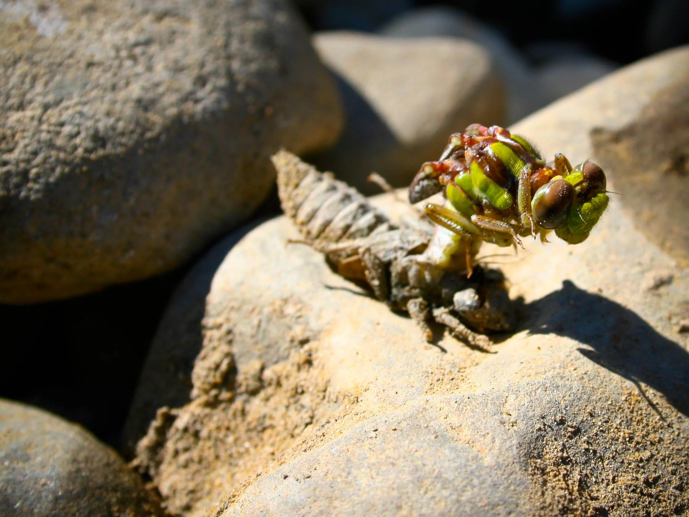 A dragonfly perched on a rock with rocks in the background, its body and wings blended with its surroundings.