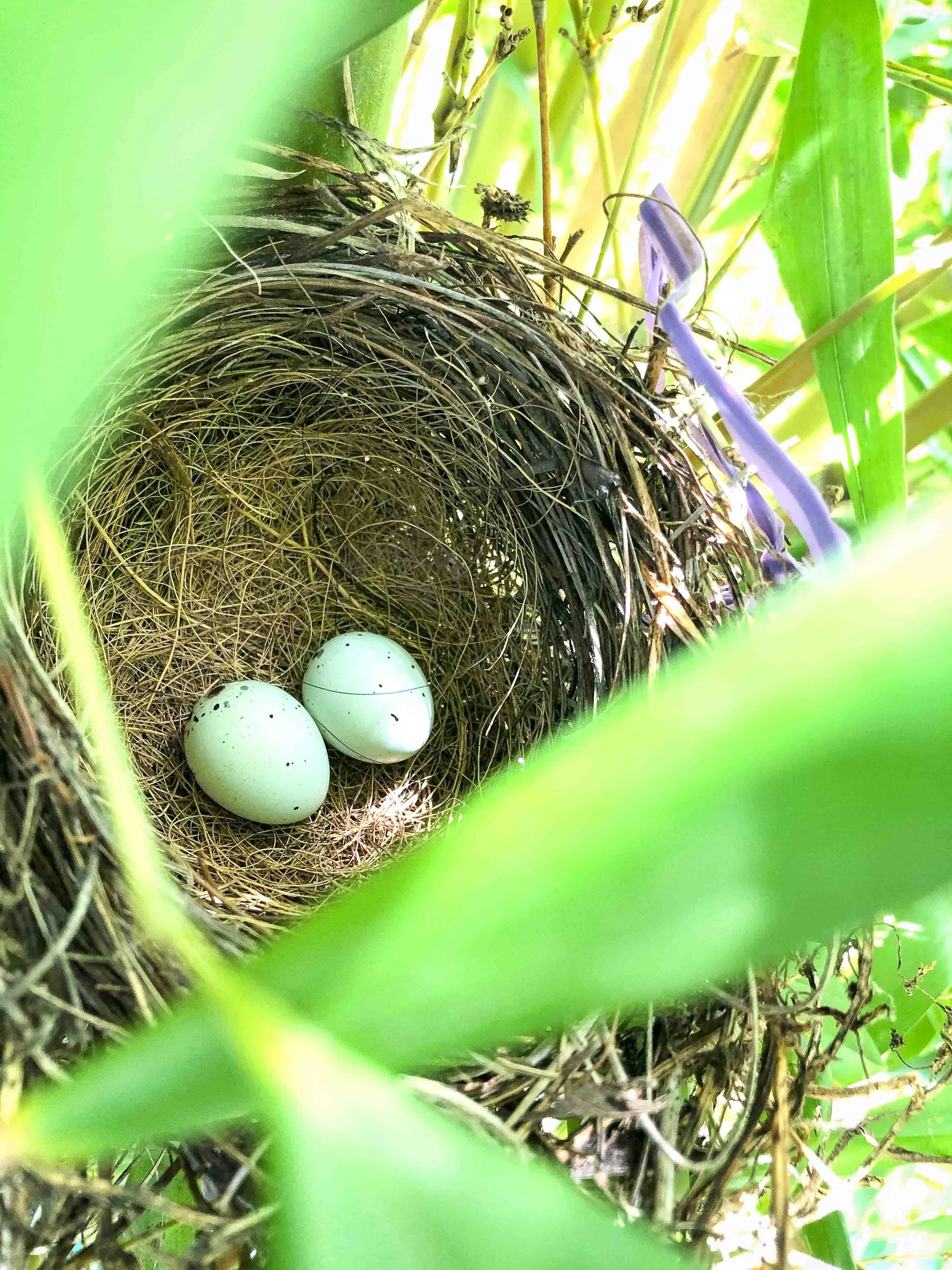 View of a bird's nest with two white eggs inside, visible through green leaves and grass.