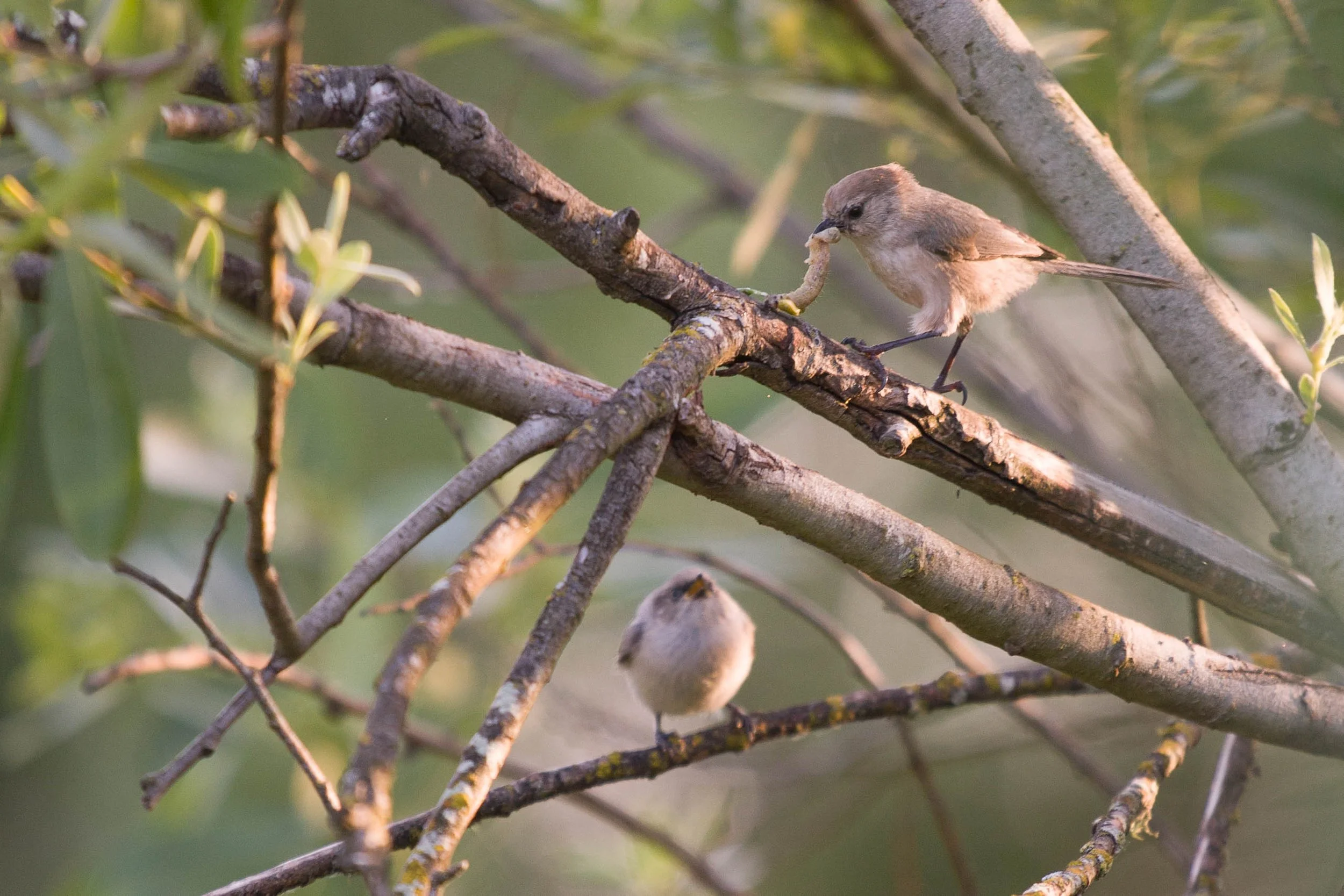 Small bird on a tree branch feeding a caterpillar to another bird below.