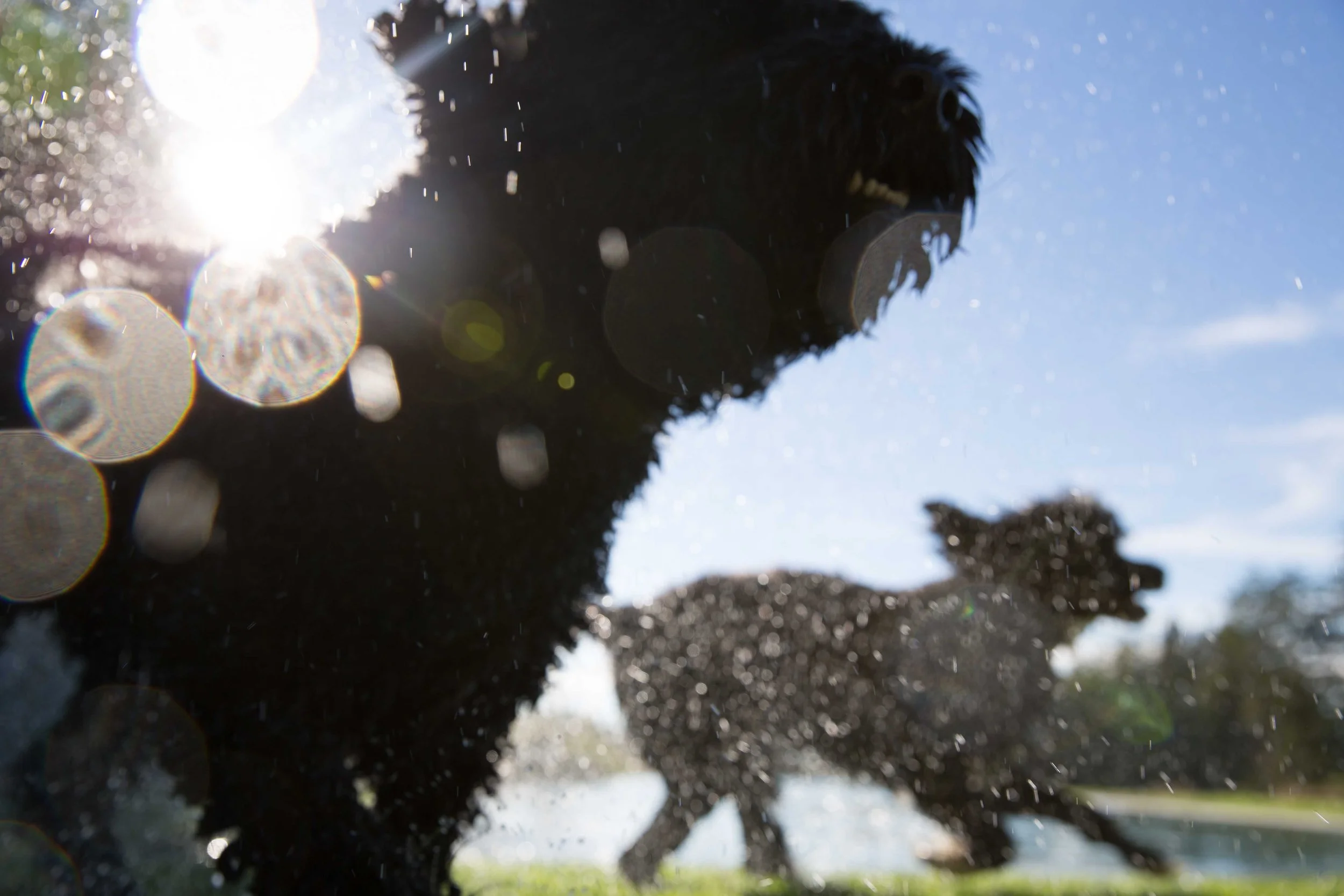 Two dogs playing in water with sunlight creating a lens flare.