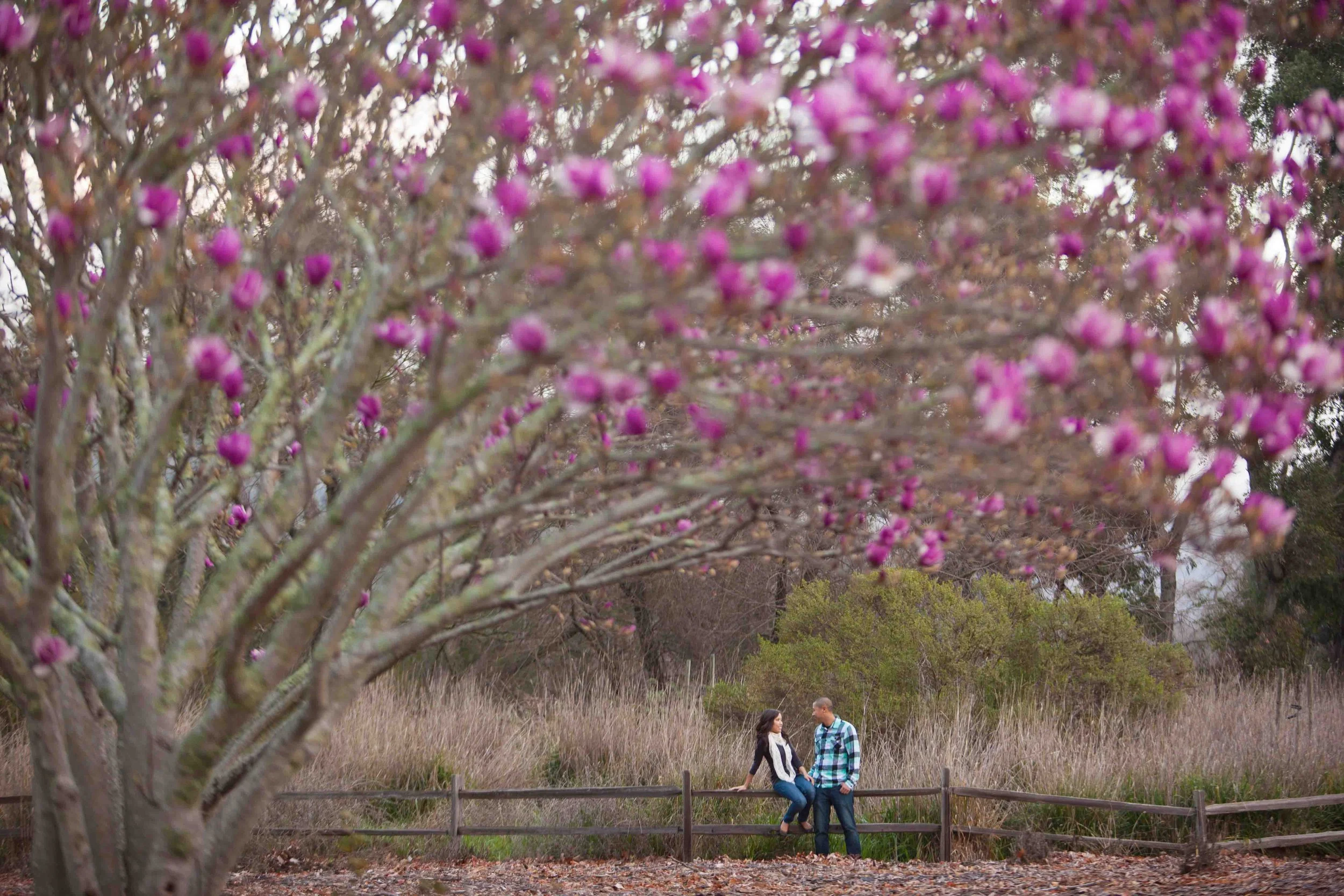 A couple standing on a wooden fence in a park with pink blooming trees in the foreground and dry grass and green bushes in the background.