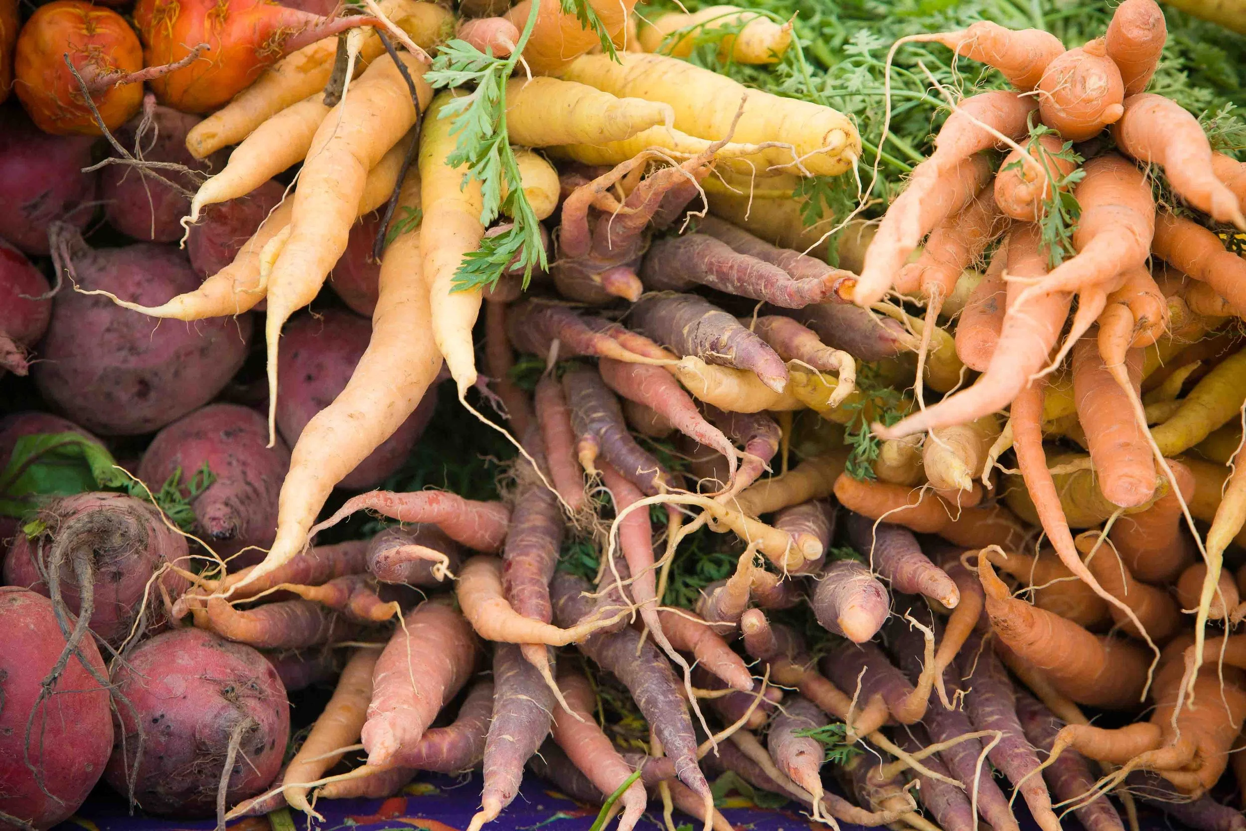 A variety of fresh root vegetables, including red potatoes, and multicolored carrots in shades of purple, yellow, orange, and white, displayed together with some green leafy stems.